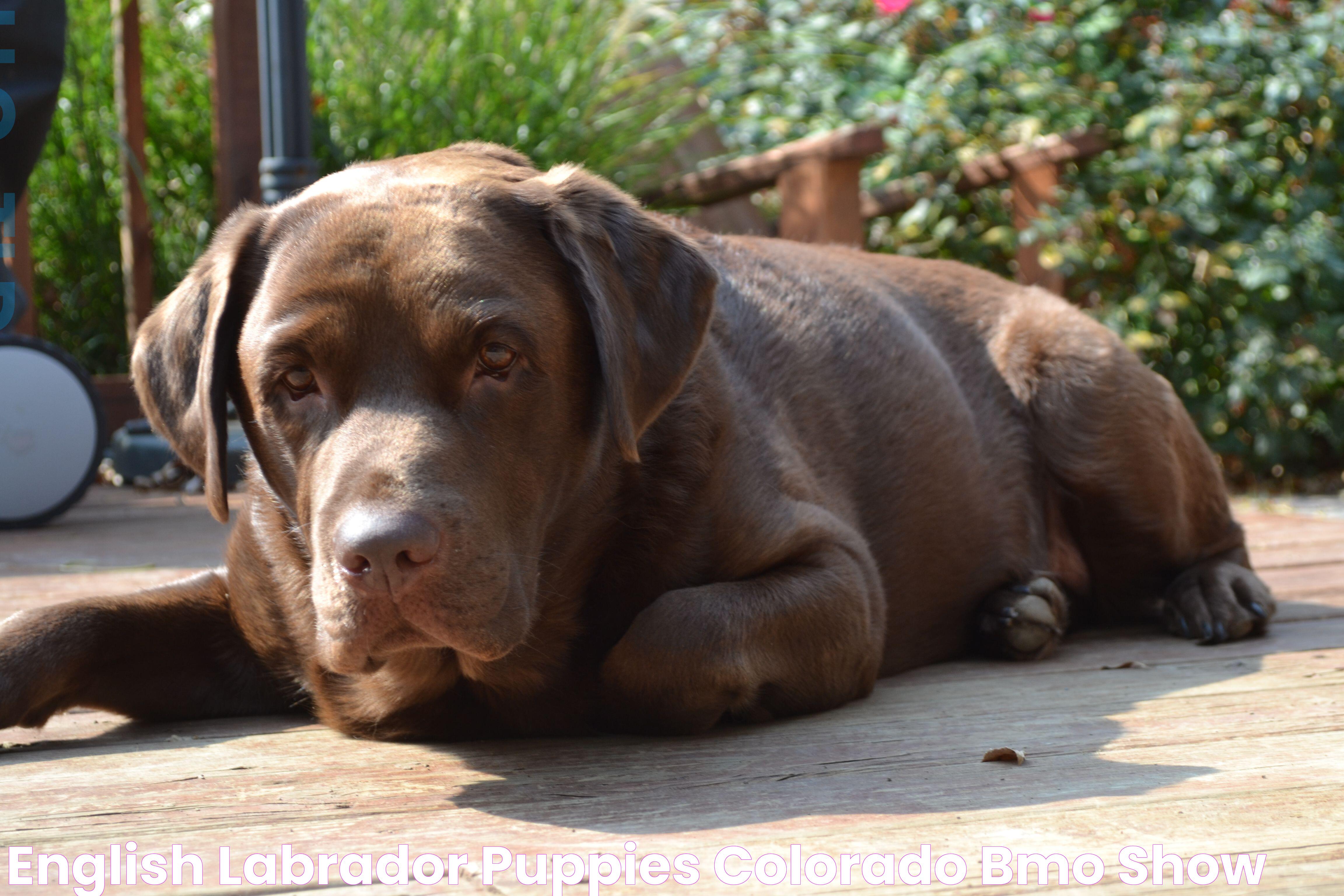 Ultimate Guide To The Beloved English Labrador: Traits, Training, And Care