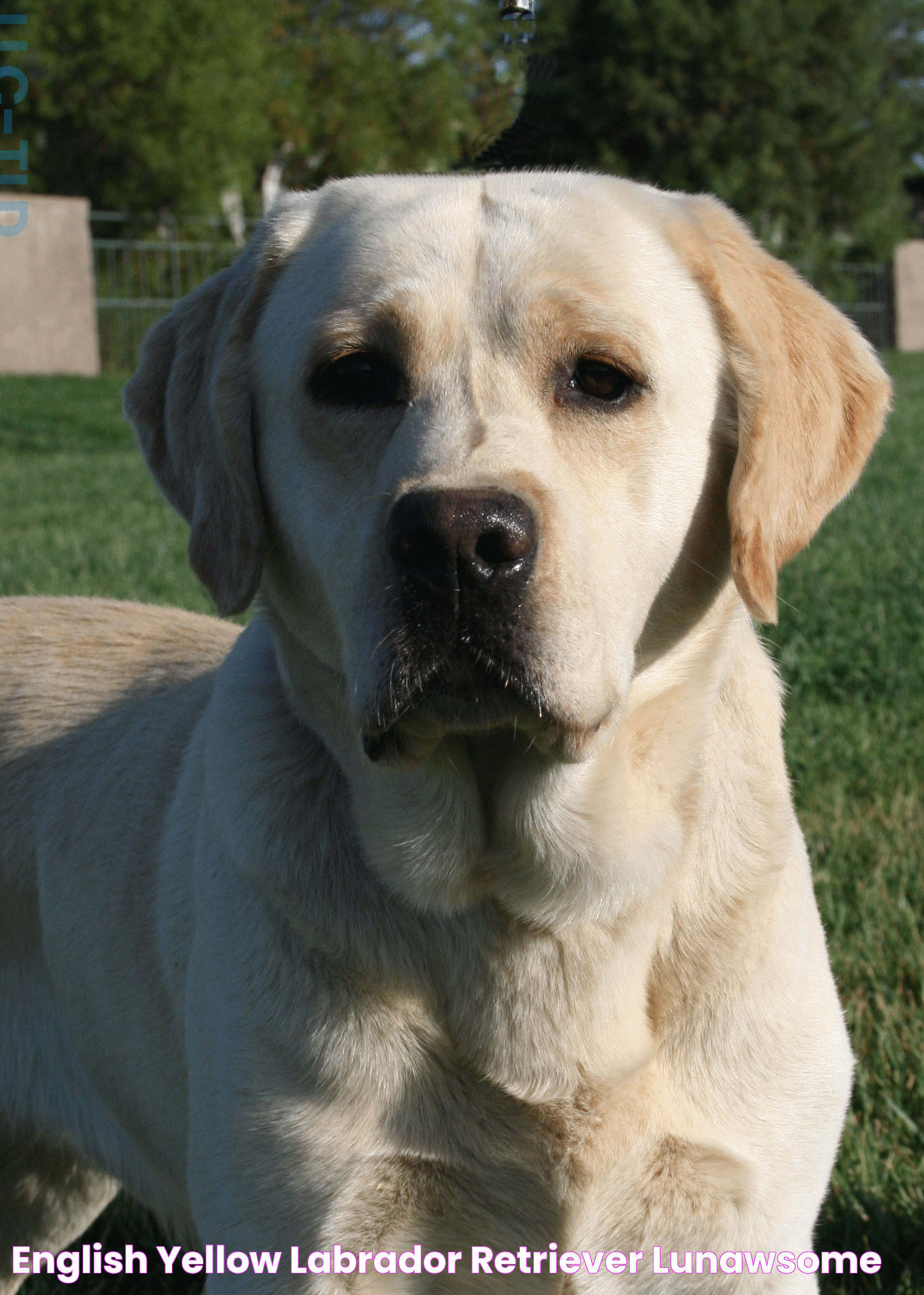 English Yellow Labrador Retriever [] Lunawsome