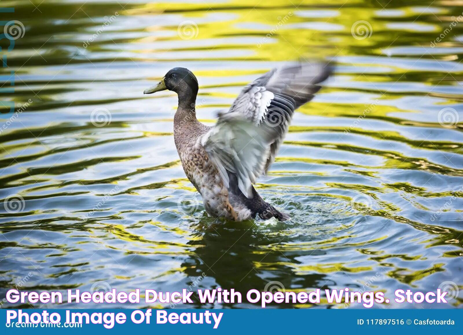 Green Headed Duck with Opened Wings. Stock Photo Image of beauty