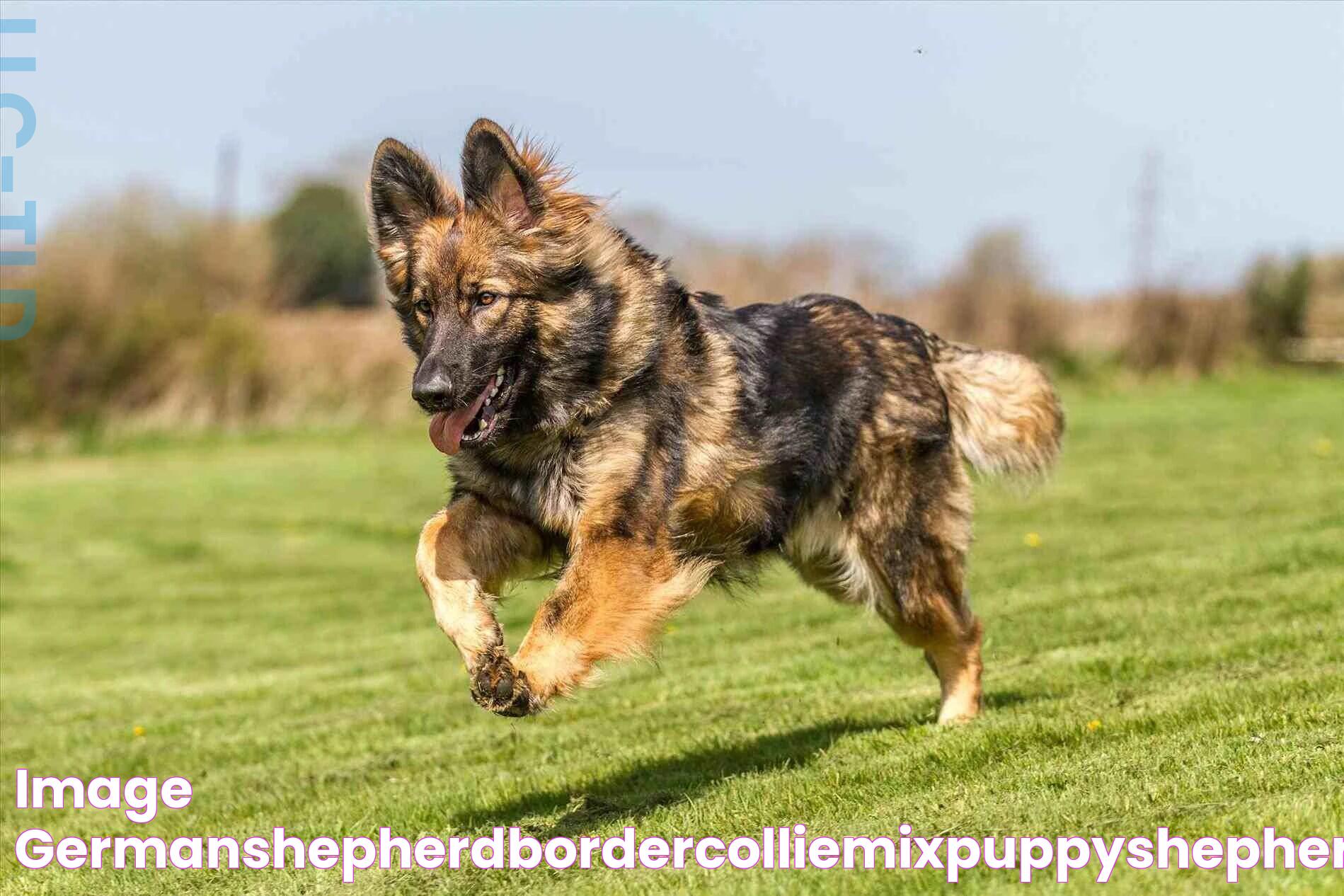 Image Germanshepherdbordercolliemixpuppyshepherdpuppiesgoogle