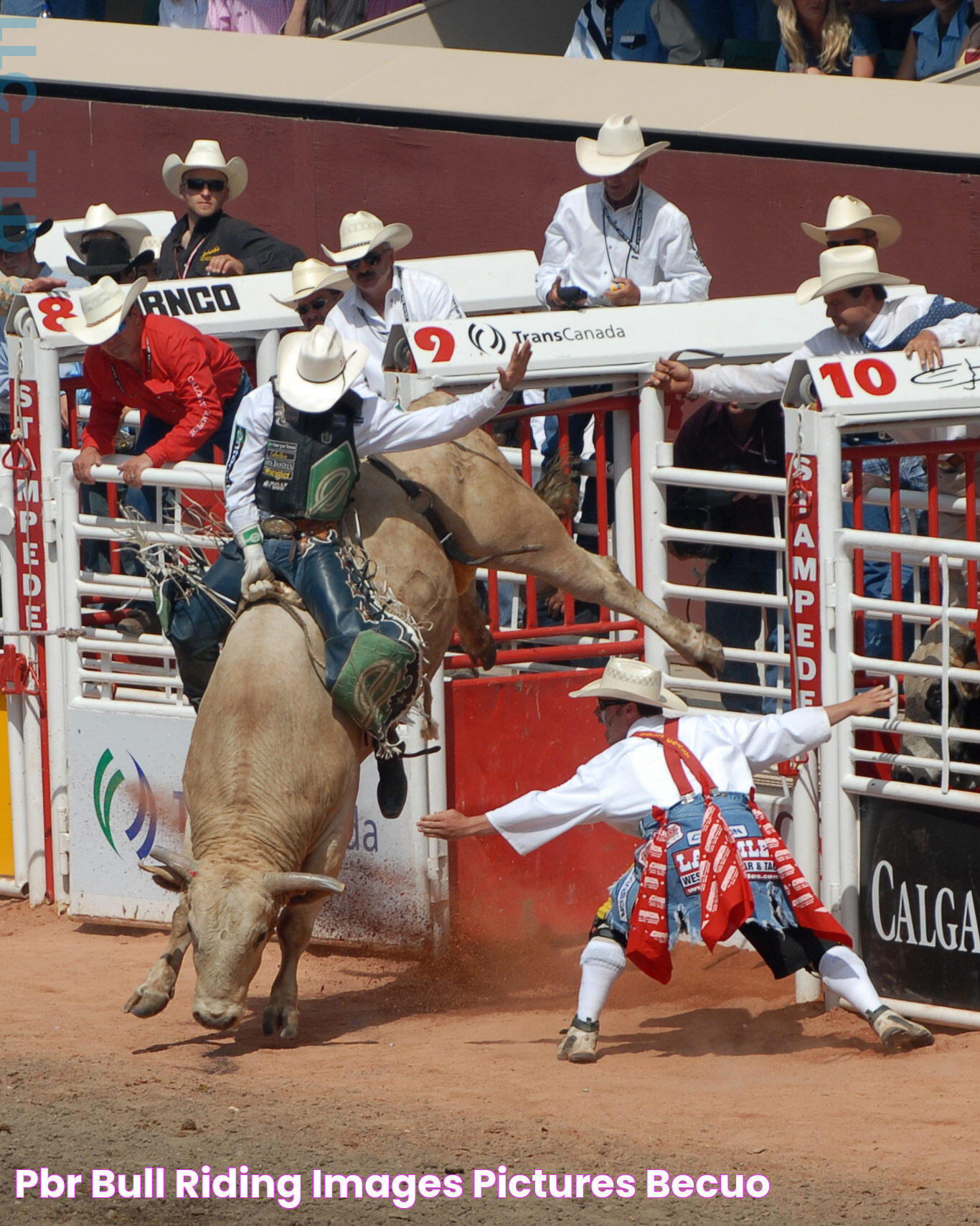 Pbr Bull Riding Images & Pictures Becuo