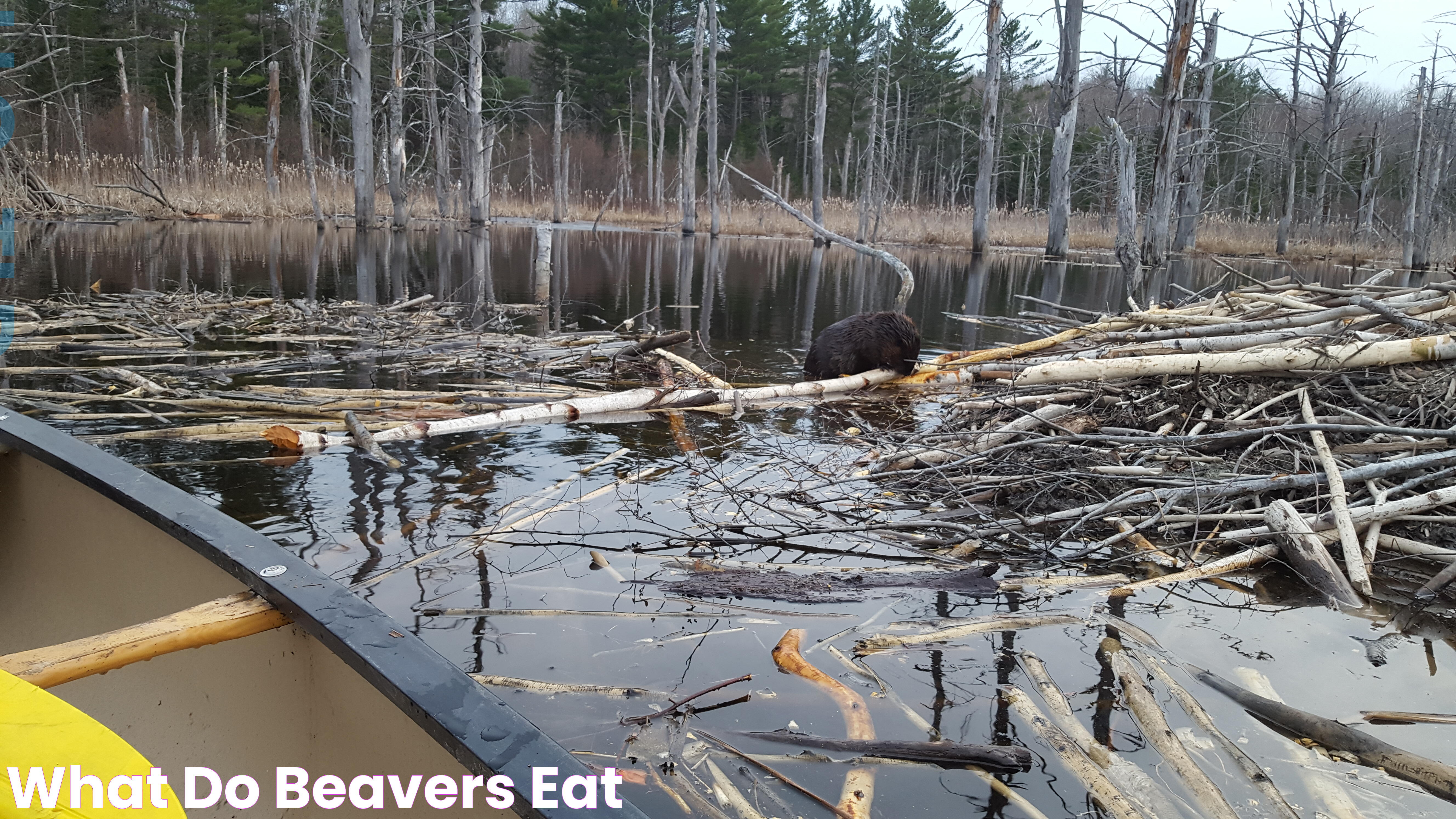 What Do Beavers Eat: A Detailed Guide To Their Diet And Feeding Habits