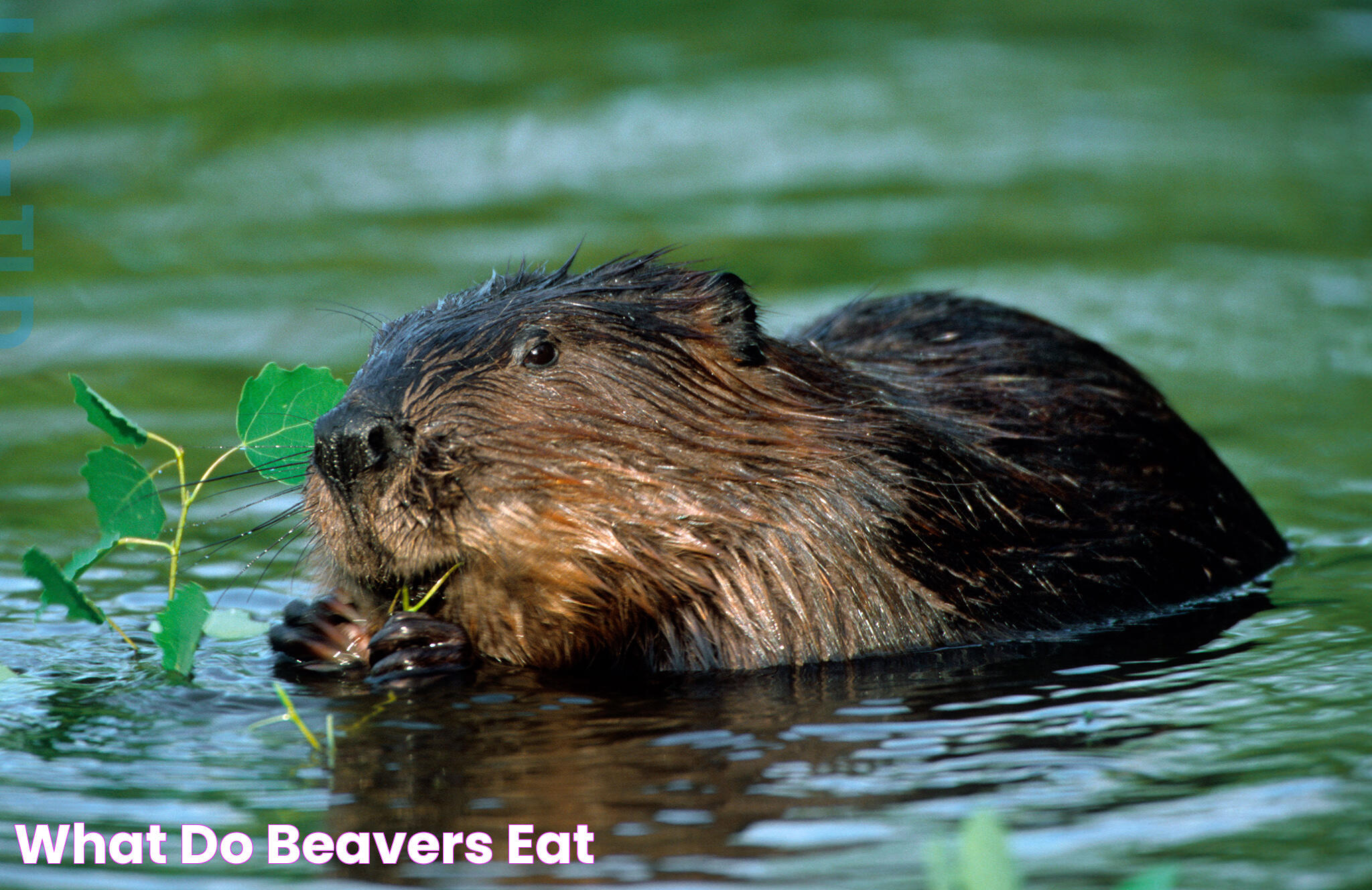 What do beavers eat