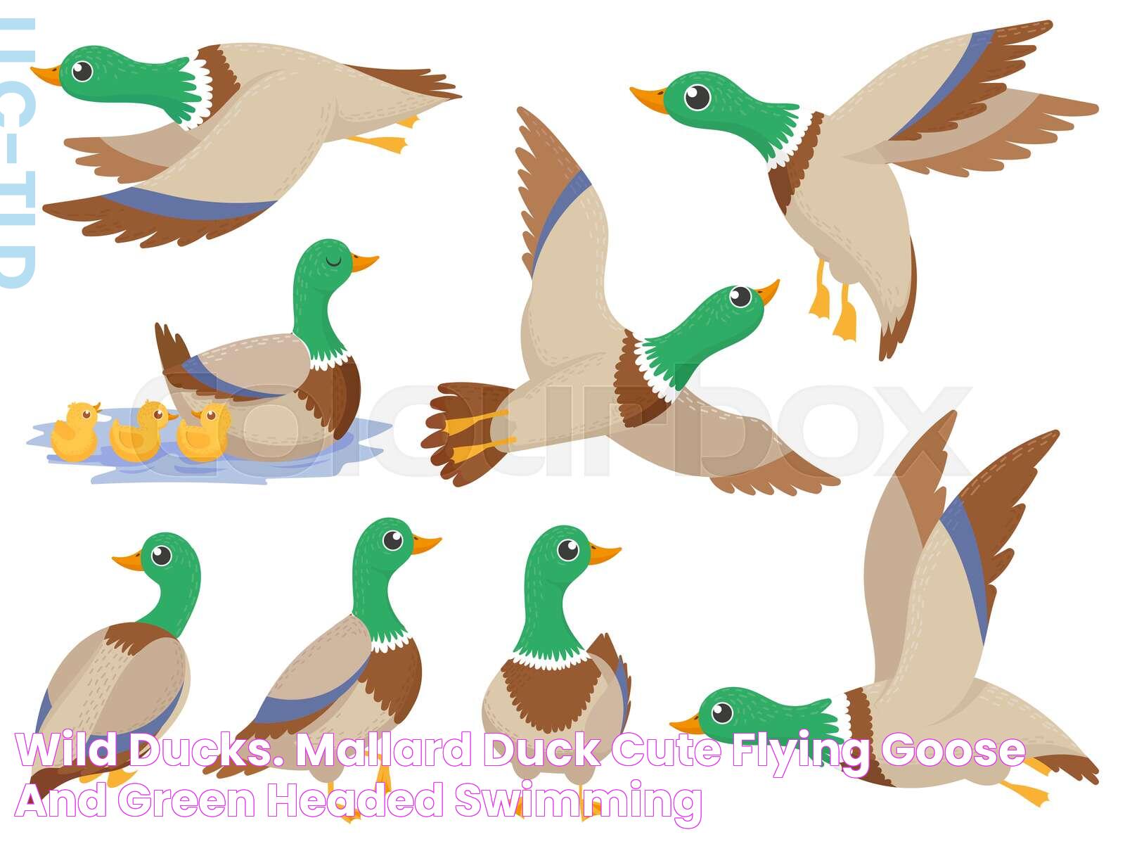 All About The Green Headed Duck: Facts, Habitat, And More