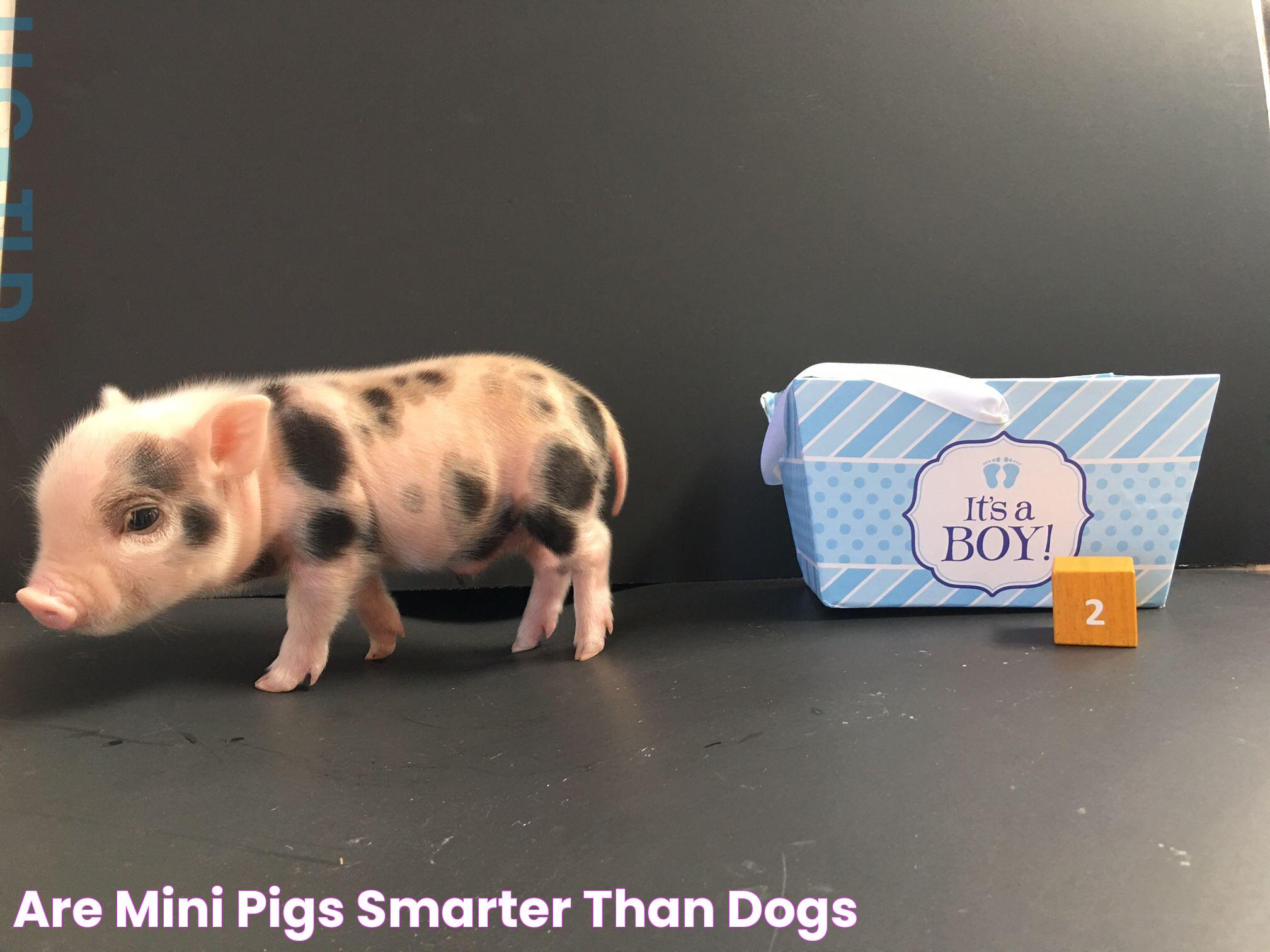 Are Mini Pigs Smarter Than Dogs