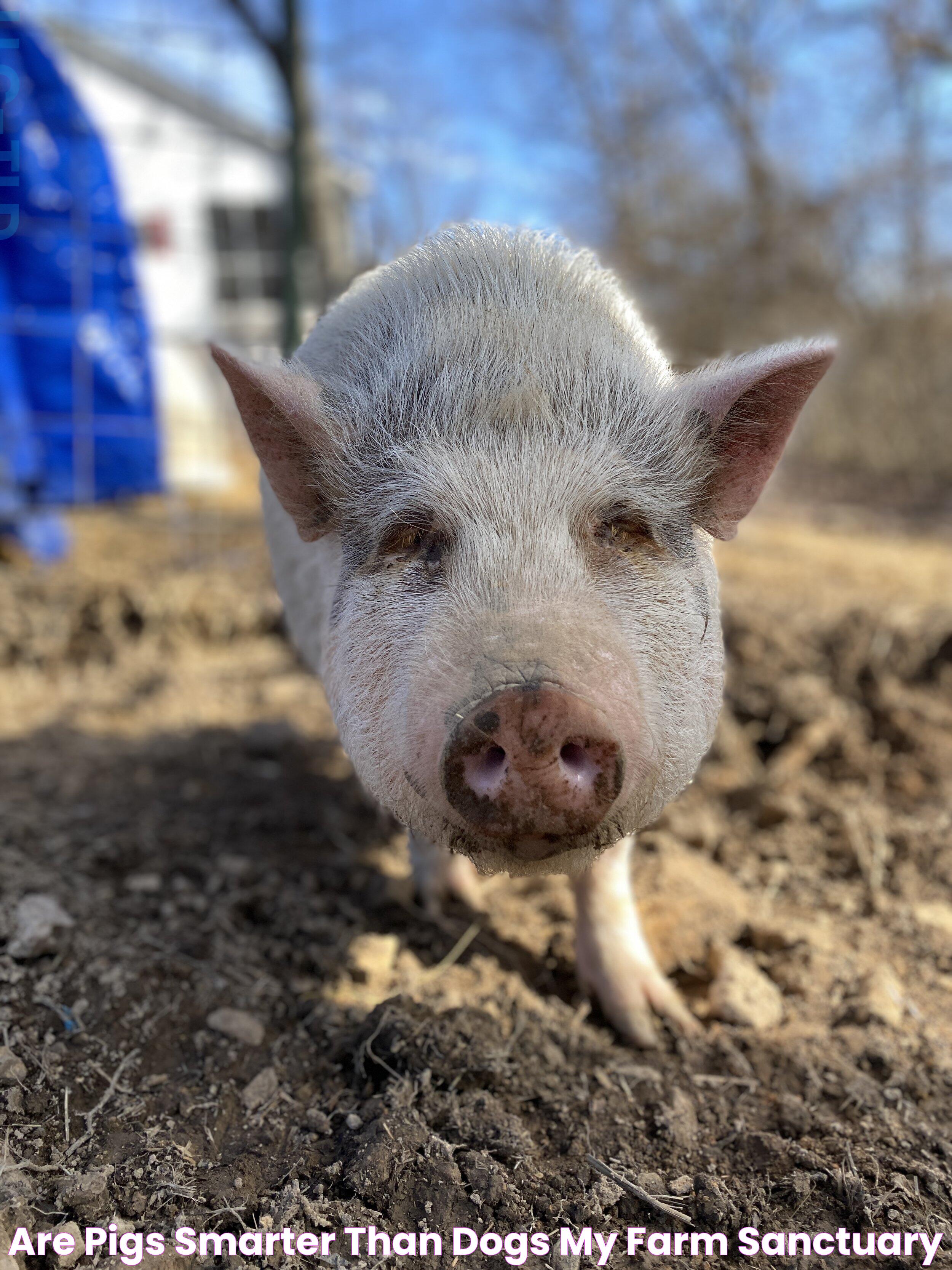 Are Pigs Smarter Than Dogs? A Scientific Perspective On Animal Intelligence