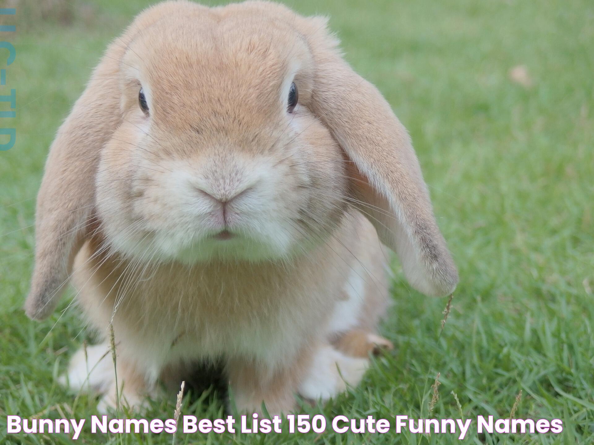 Unique And Adorable Bunny Names For Every Personality