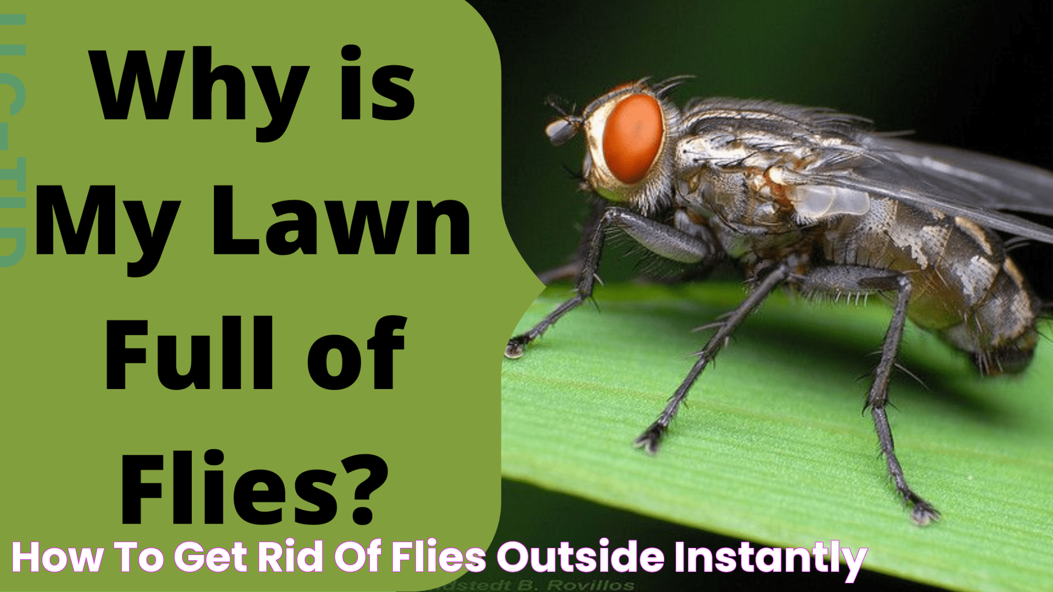 Effective Strategies To Get Rid Of Flies Outside Your Home