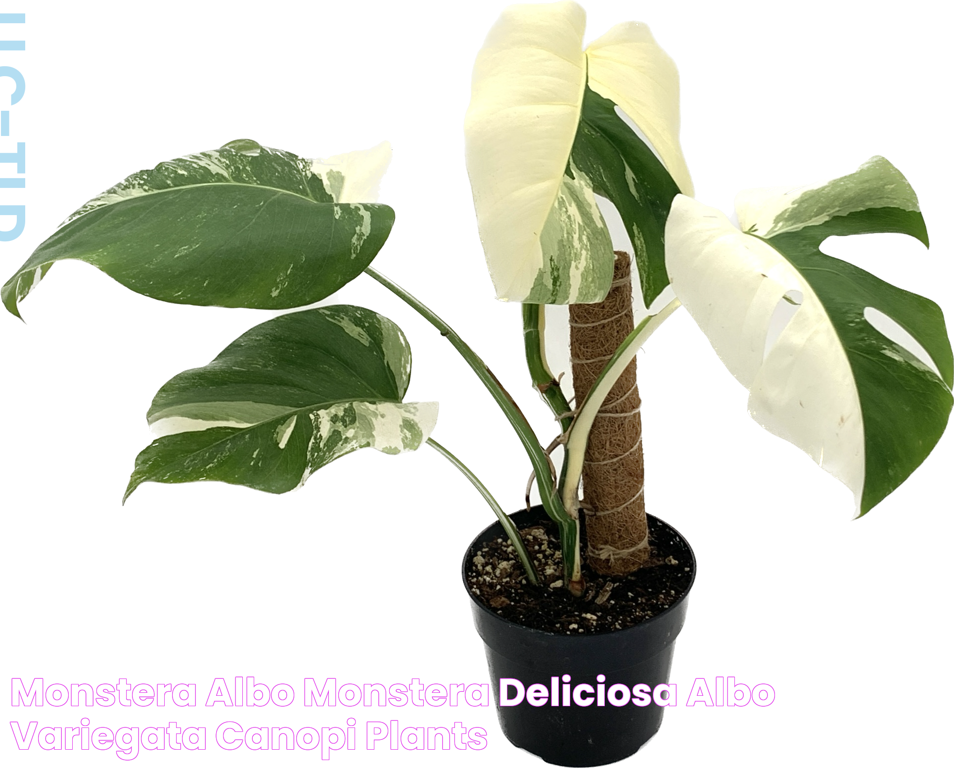 What Makes Monstera Albo Stem Different From Monstera?