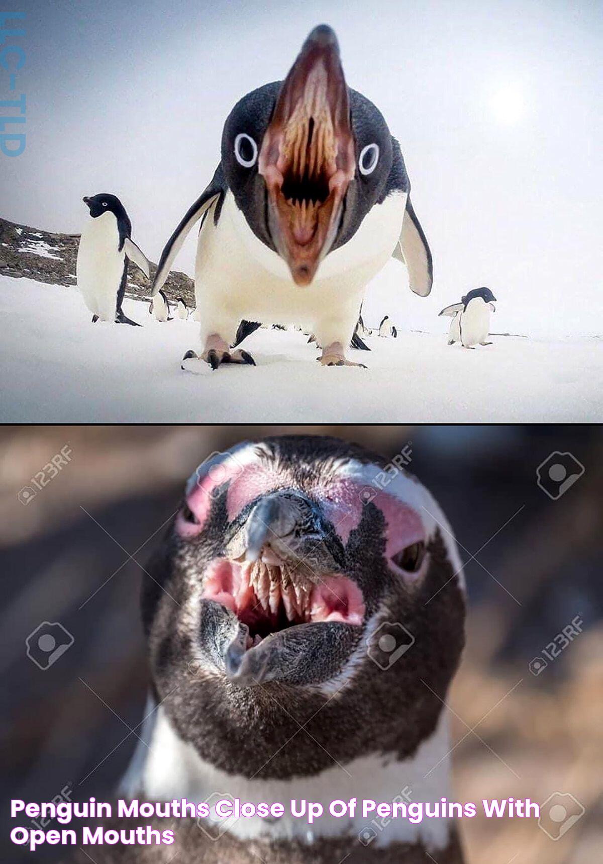 Secrets Behind The Penguin Mouth: Anatomy, Purpose, And Fascinating Facts