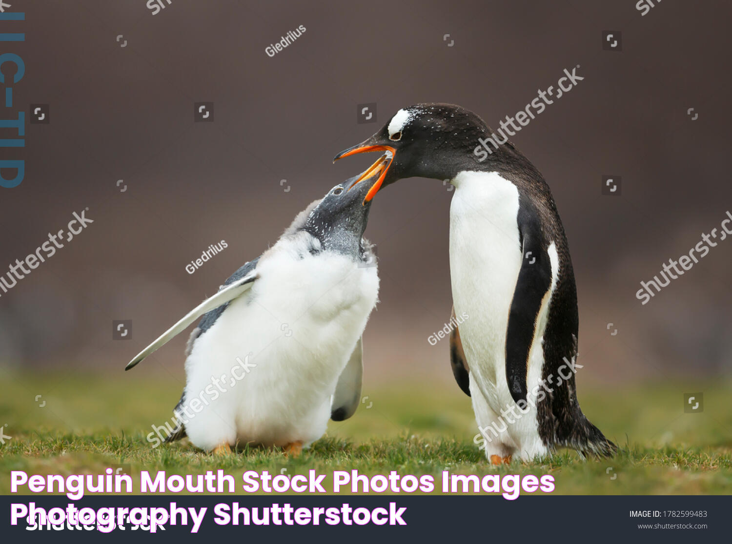 Penguin mouth Stock Photos, Images & Photography Shutterstock