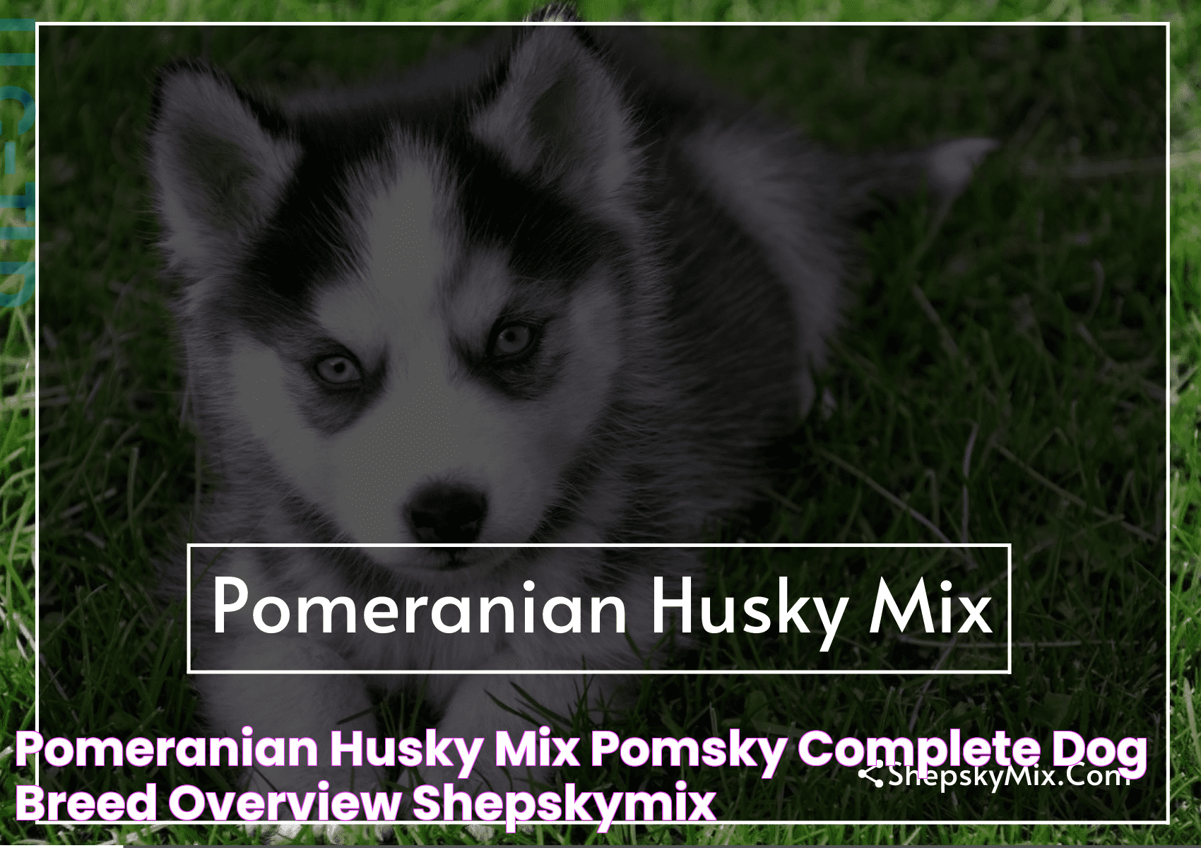 Everything You Need To Know About The Pomeranian Husky Mix