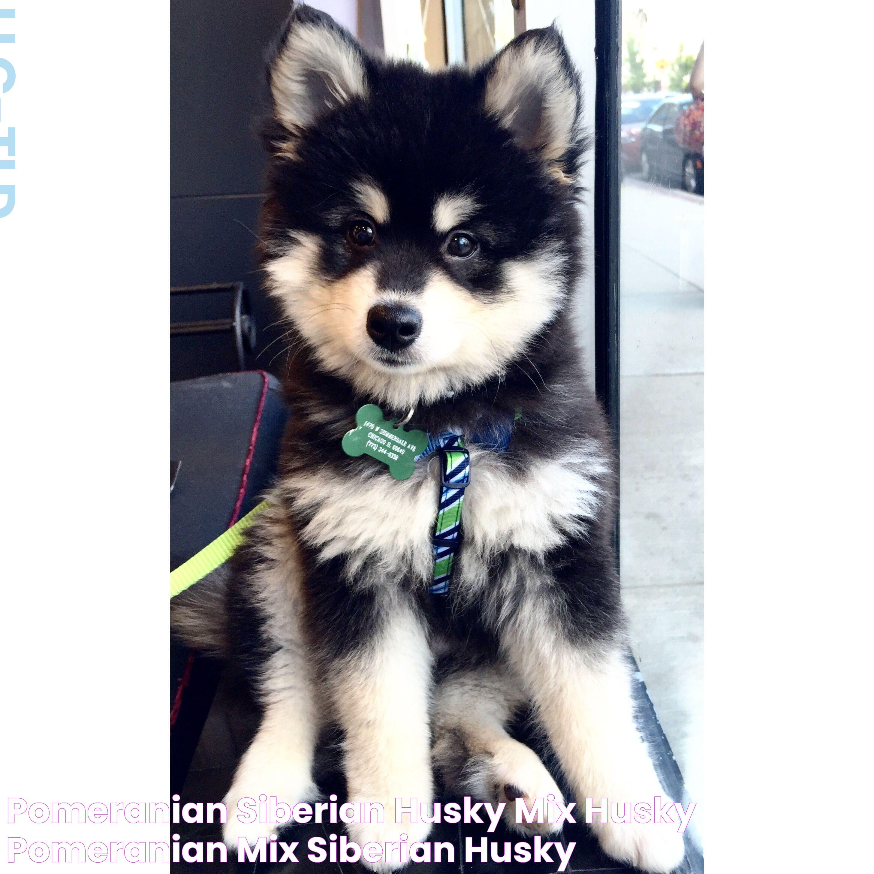 Pomeranian Siberian Husky mix Husky pomeranian mix, Siberian husky