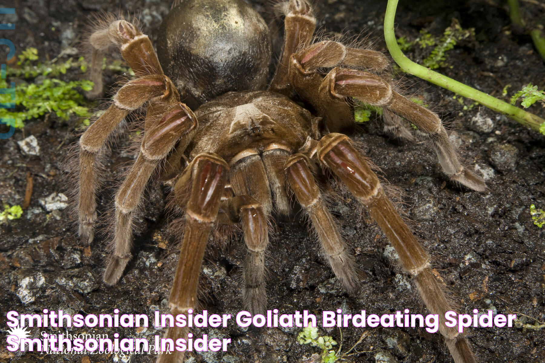 The Goliath Spider: Nature's Giant Arachnid Marvel