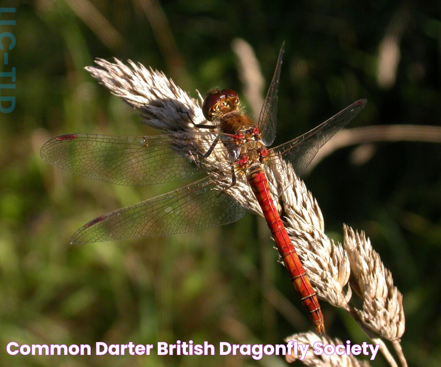 Common Darter British Dragonfly Society