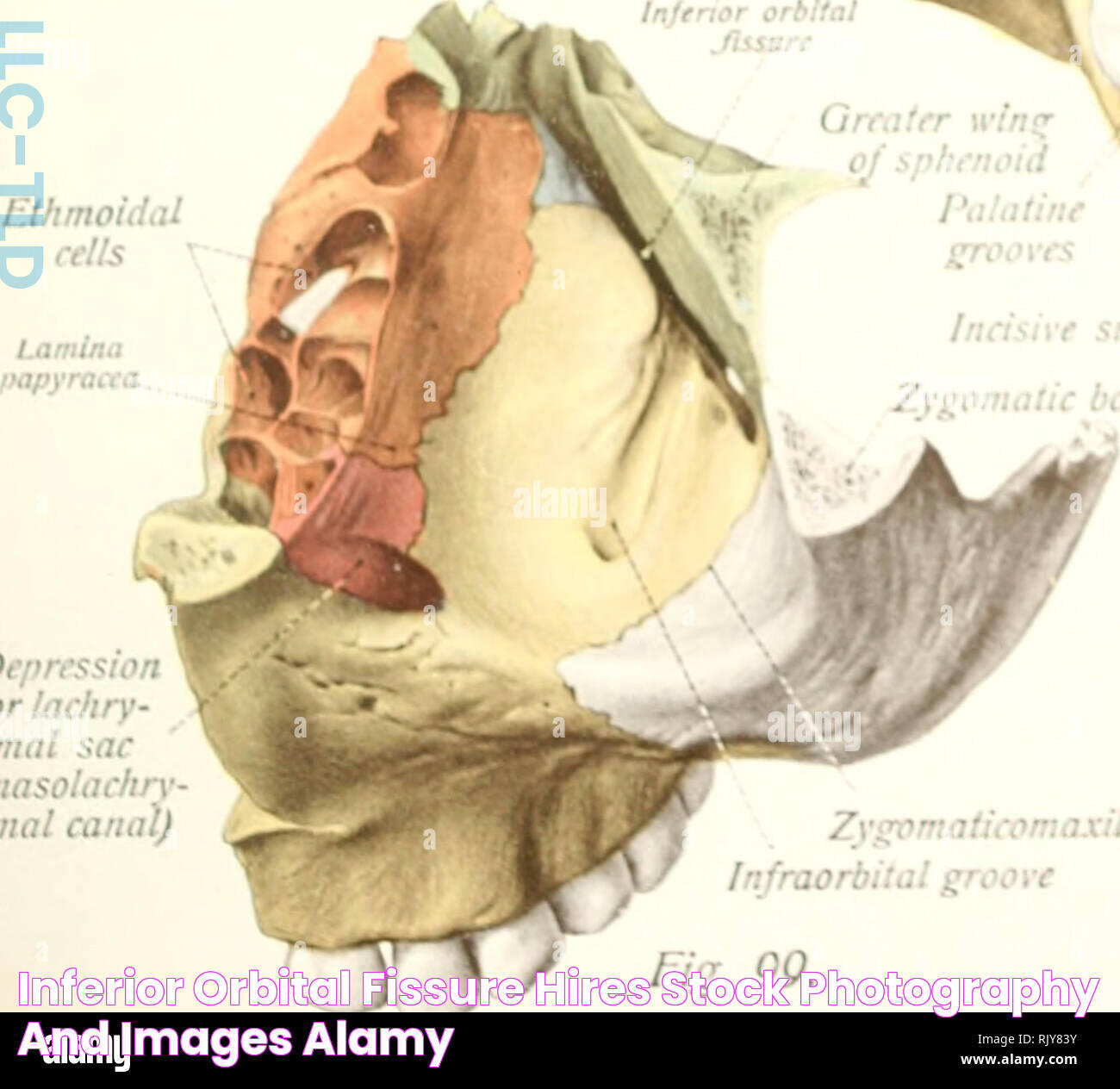 Inferior orbital fissure hires stock photography and images Alamy