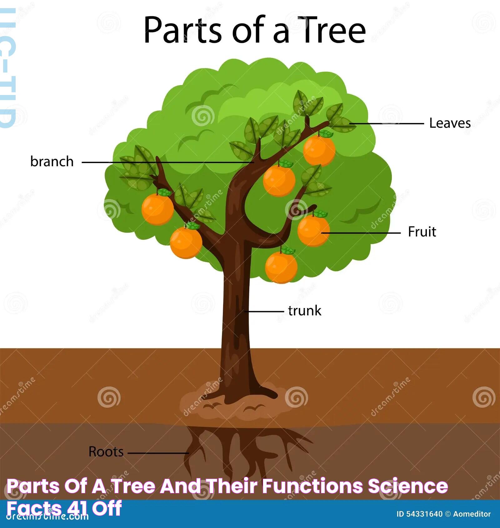 Parts Of A Tree And Their Functions Science Facts, 41 OFF