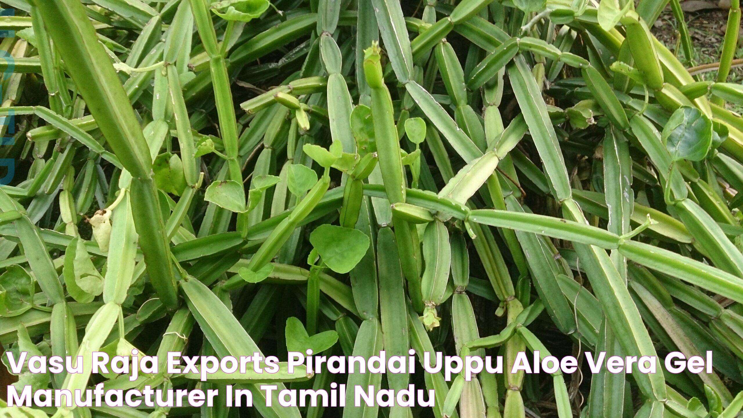 VASU RAJA EXPORTS PIRANDAI UPPU ALOE VERA GEL MANUFACTURER IN TAMIL NADU