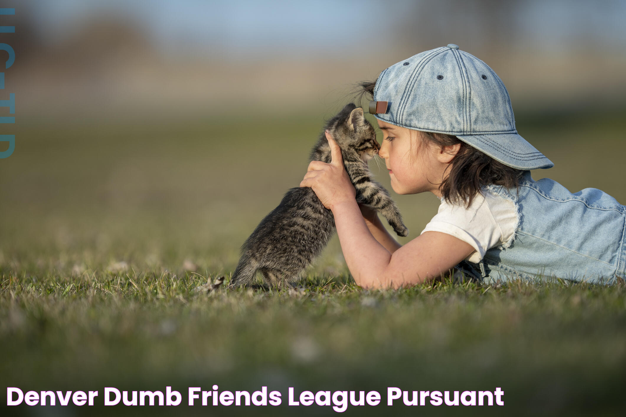 Denver Dumb Friends League: A Beacon Of Hope For Animals