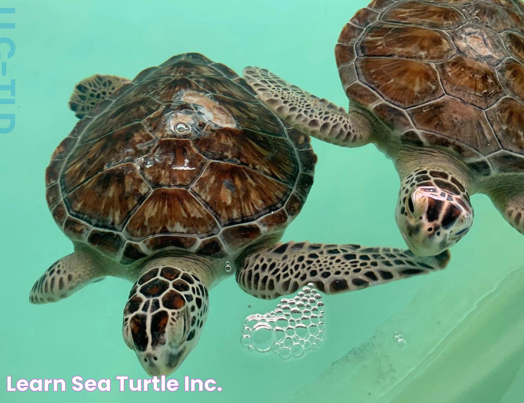 LEARN Sea Turtle, Inc.