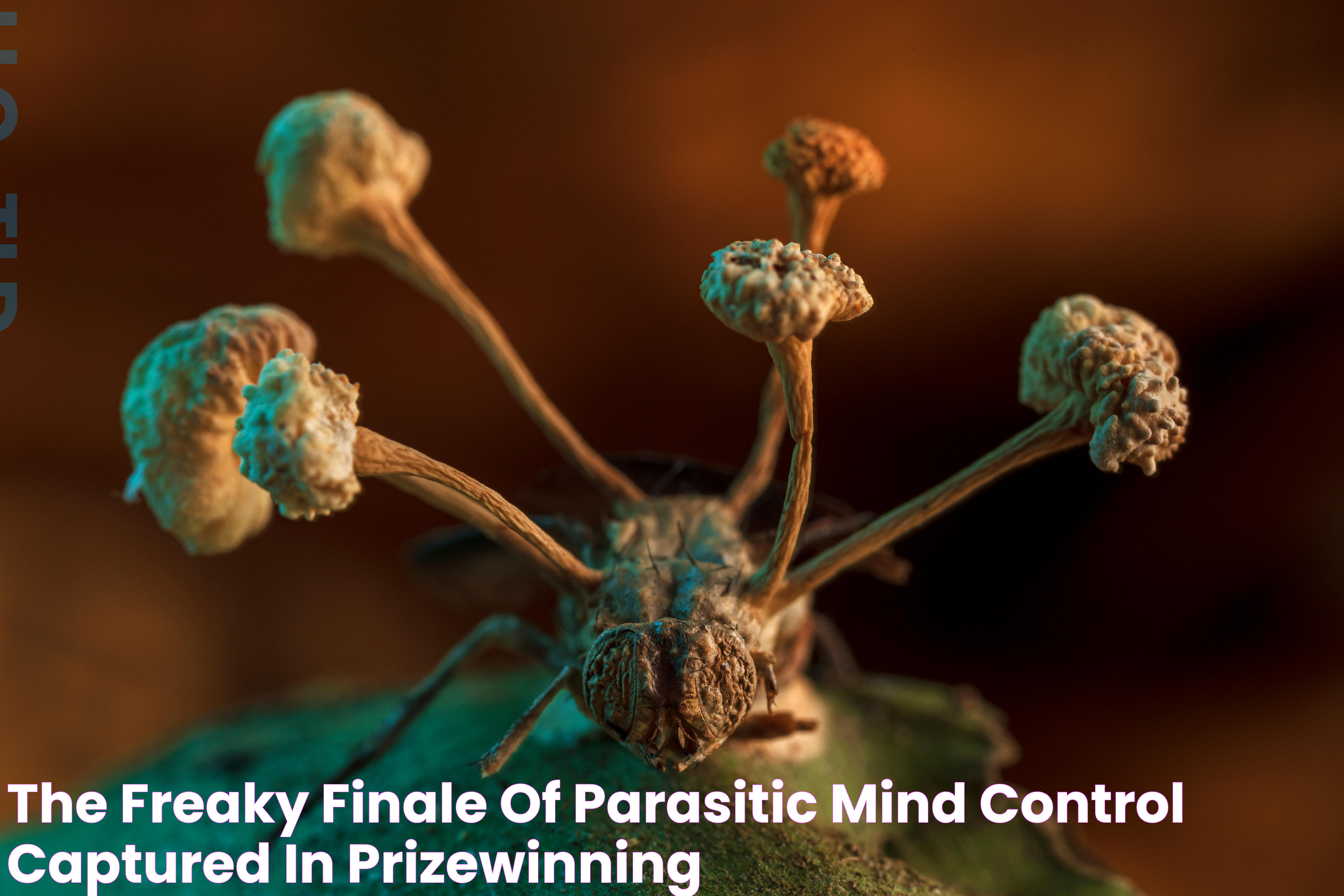 The Freaky Finale of Parasitic Mind Control Captured In PrizeWinning