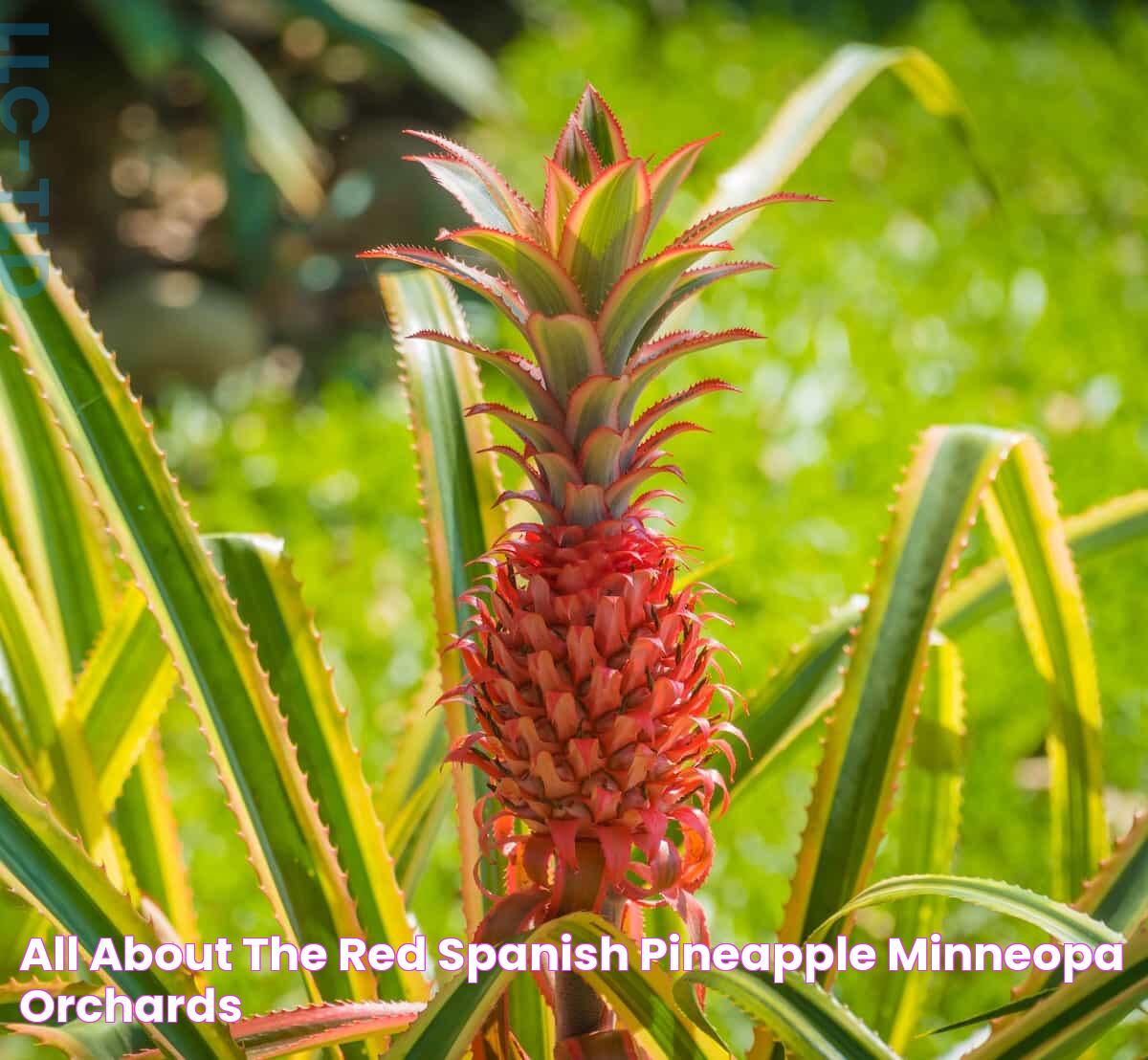 All You Need To Know About Pineapple In Spanish: A Comprehensive Guide