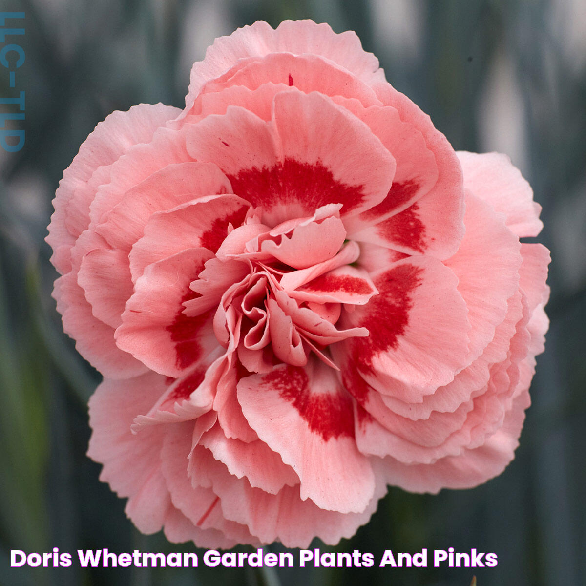 Doris Whetman Garden Plants and Pinks