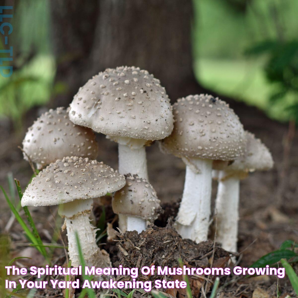 The Spiritual Meaning of Mushrooms Growing in Your Yard Awakening State