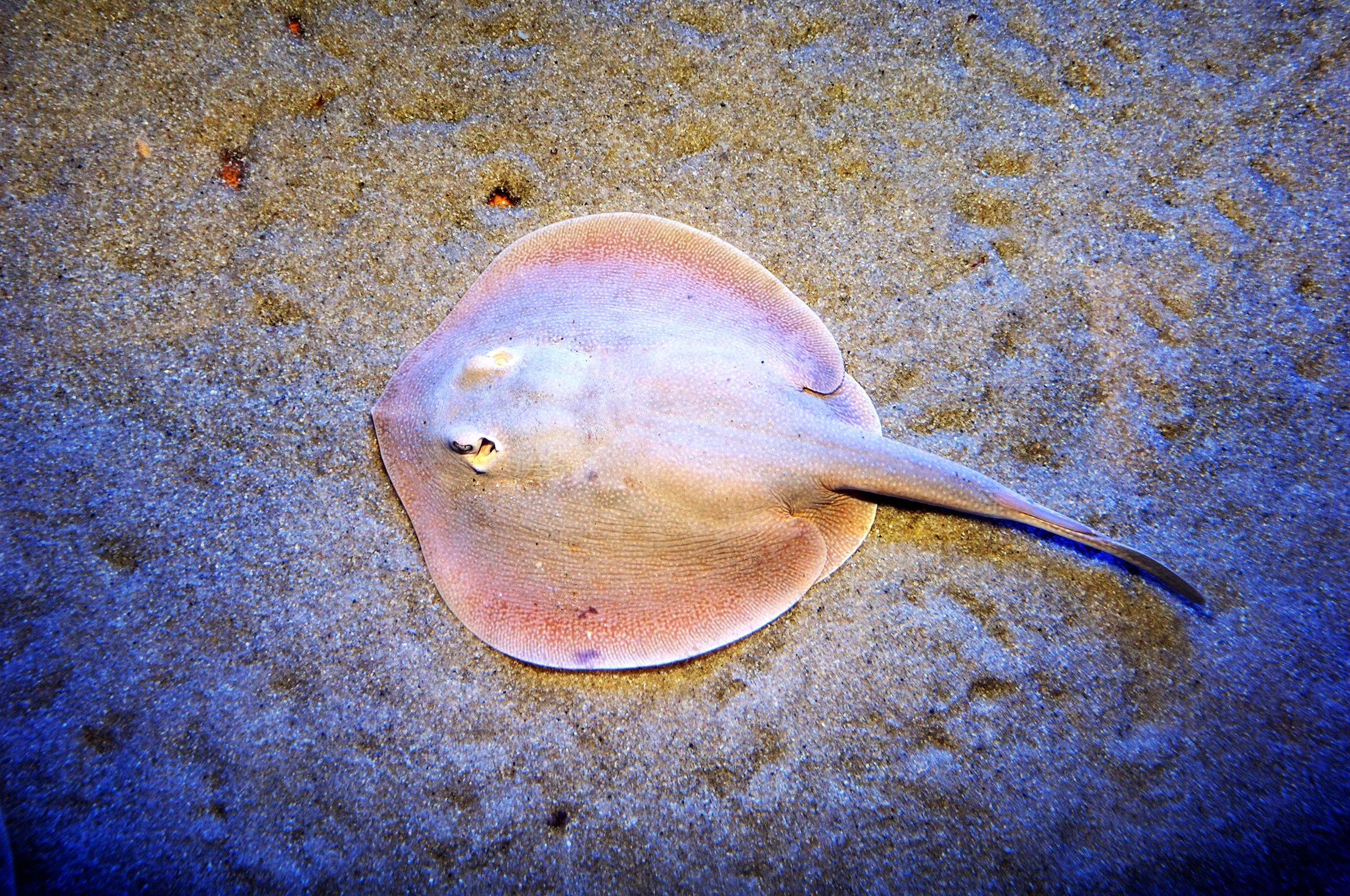 Why TikTok Is So Obsessed With a Mysteriously Pregnant Stingray WIRED