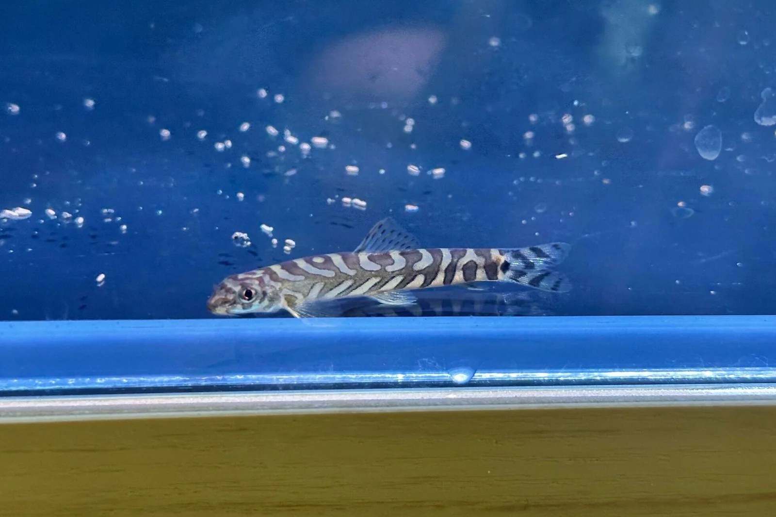 Zodiac Loach Mainland Aquarium