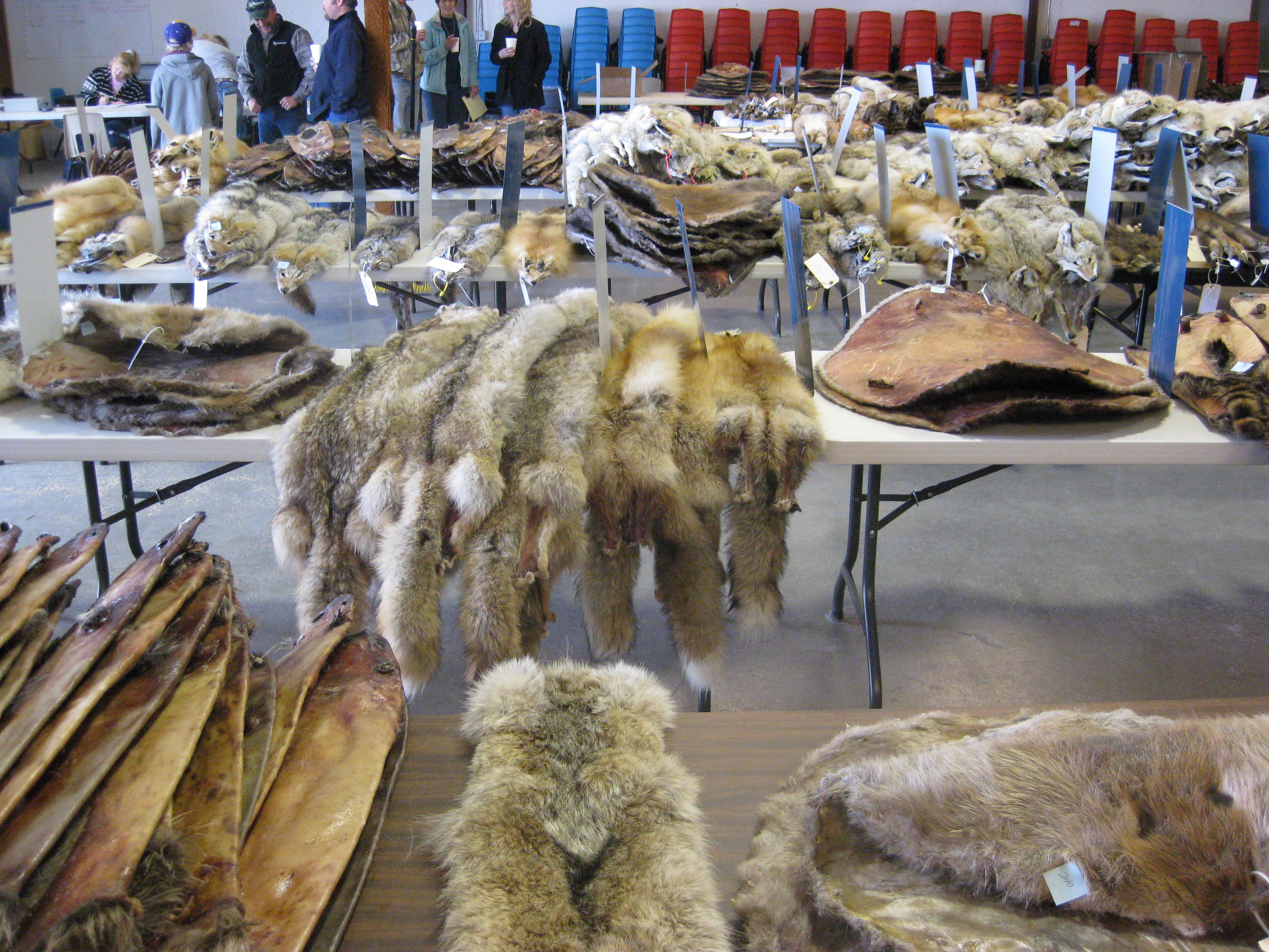 Future Trends And Projections For Fur Prices 2024-2025