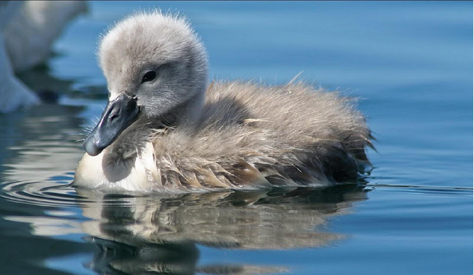 Baby Swan HD desktop wallpaper Widescreen High Definition Fullscreen