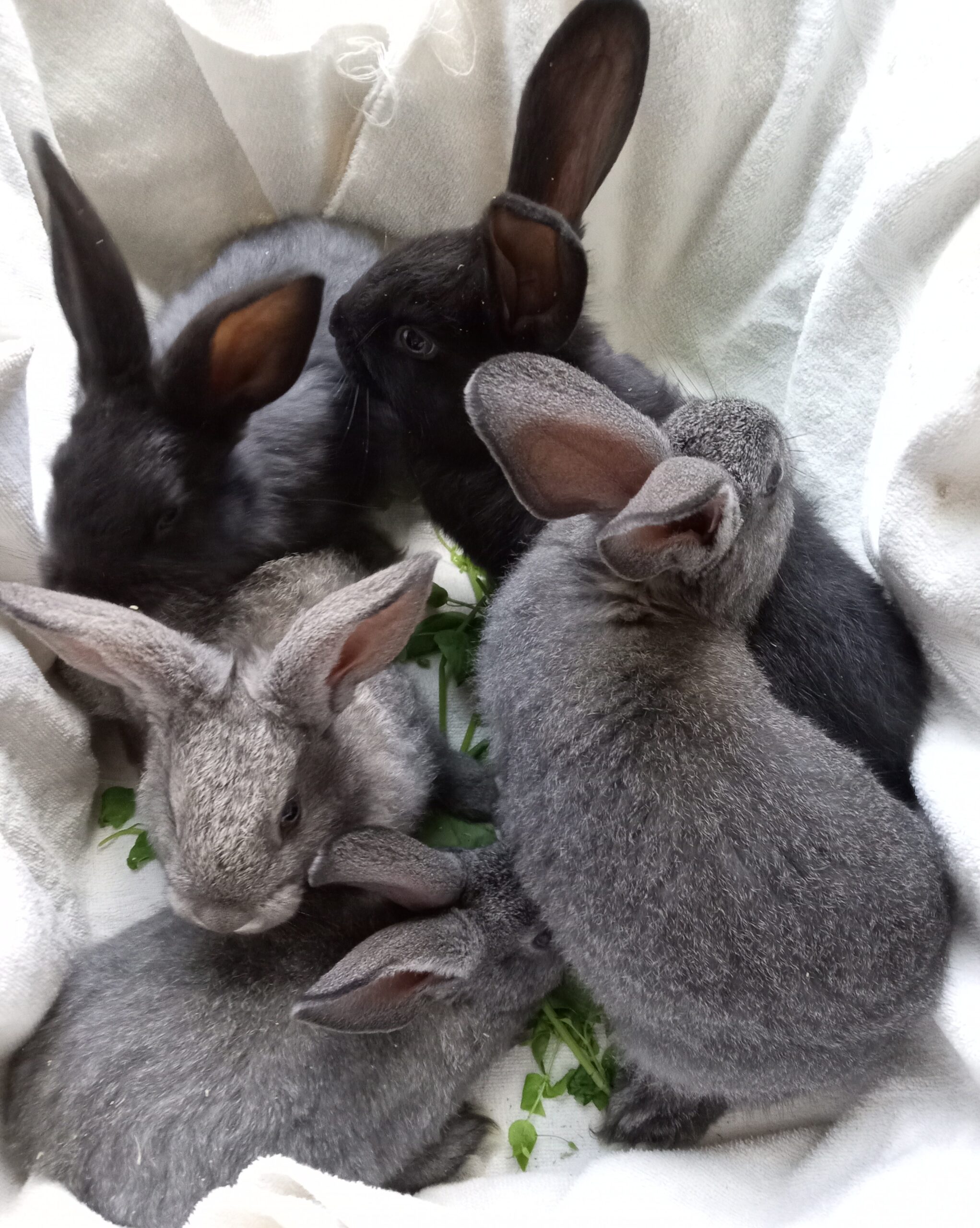 Affordable Giant Rabbits For Sale: Everything You Need To Know