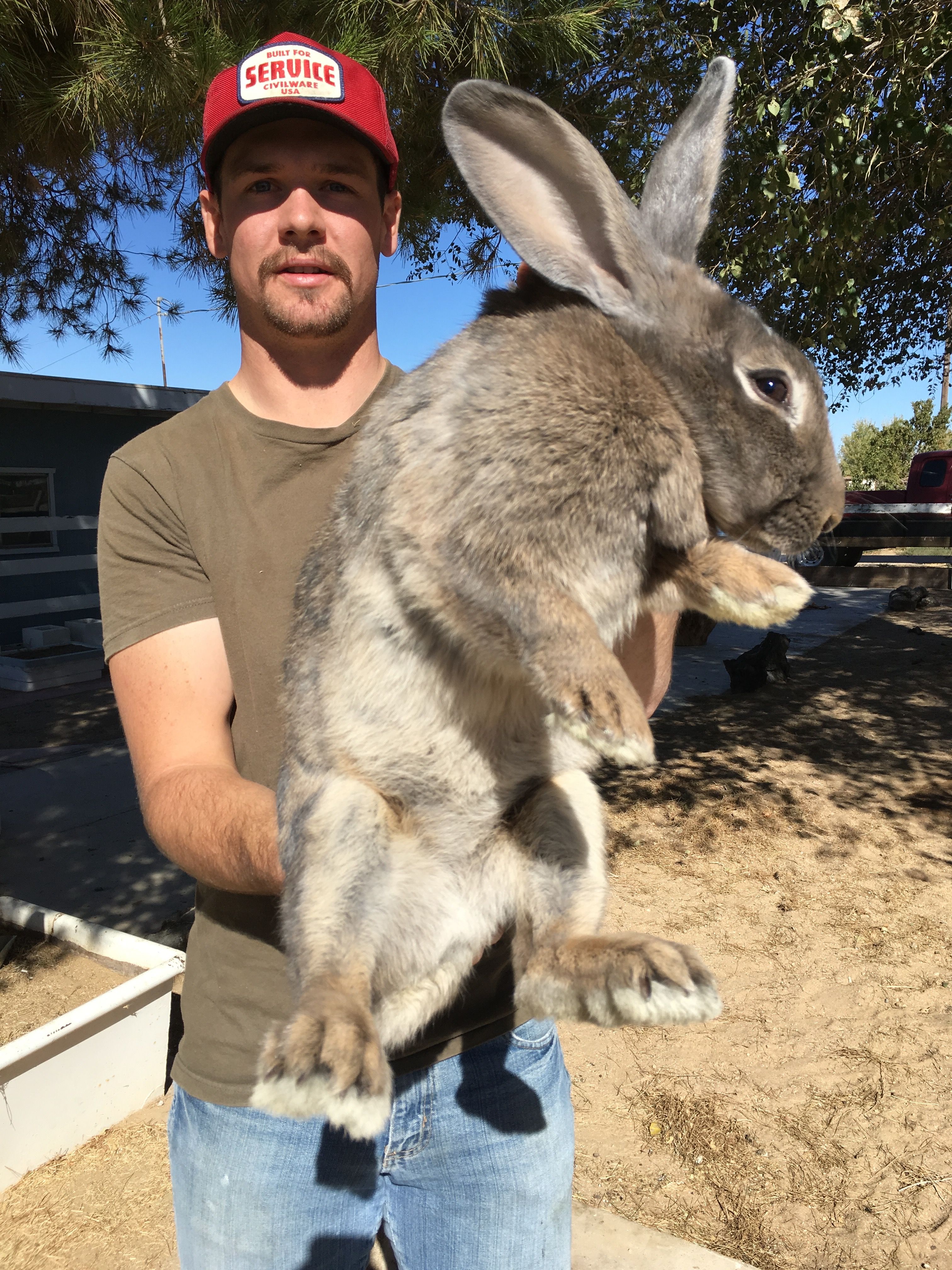 Giant rabbits for sale Artofit