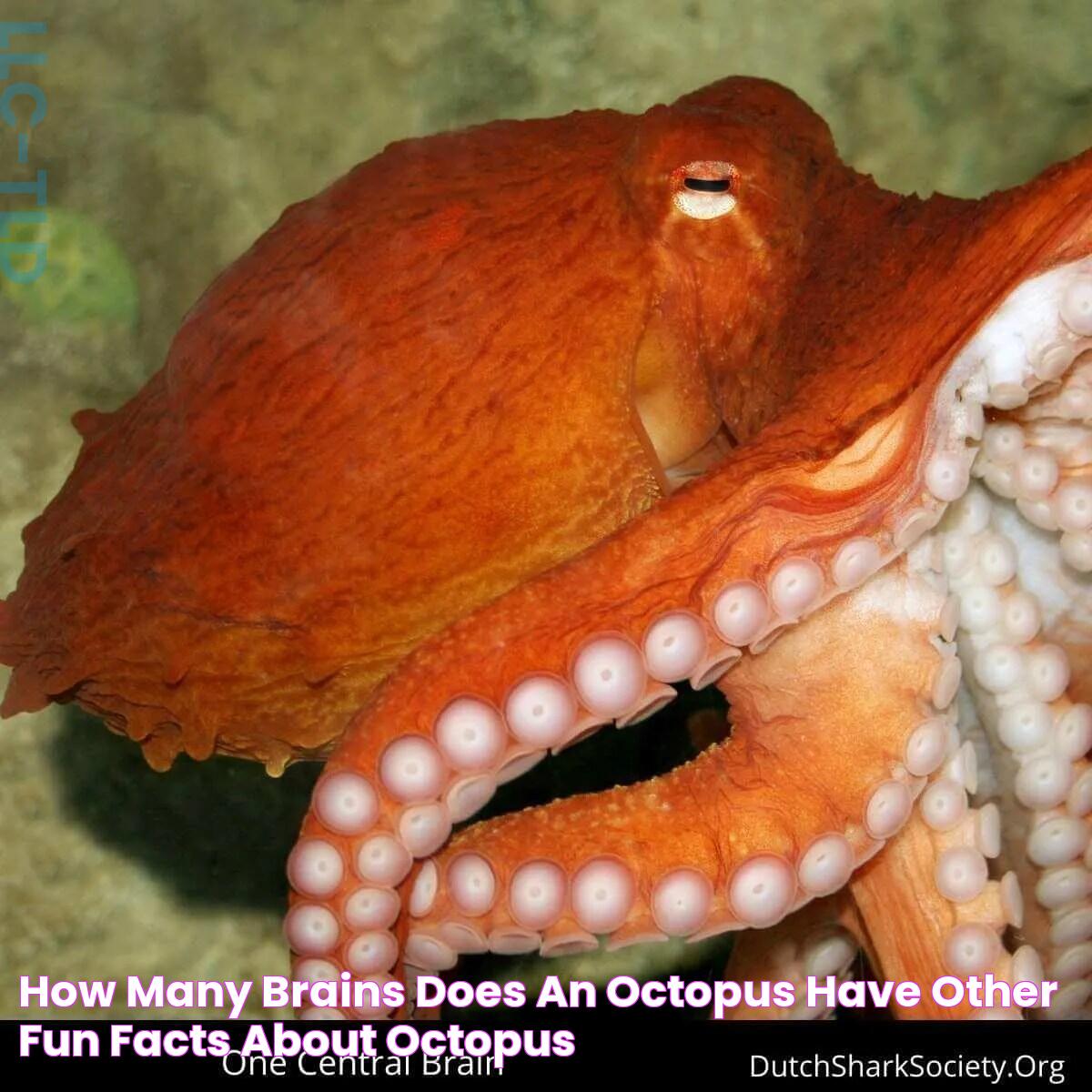 How Many Brains Does an Octopus Have? + Other Fun Facts About Octopus