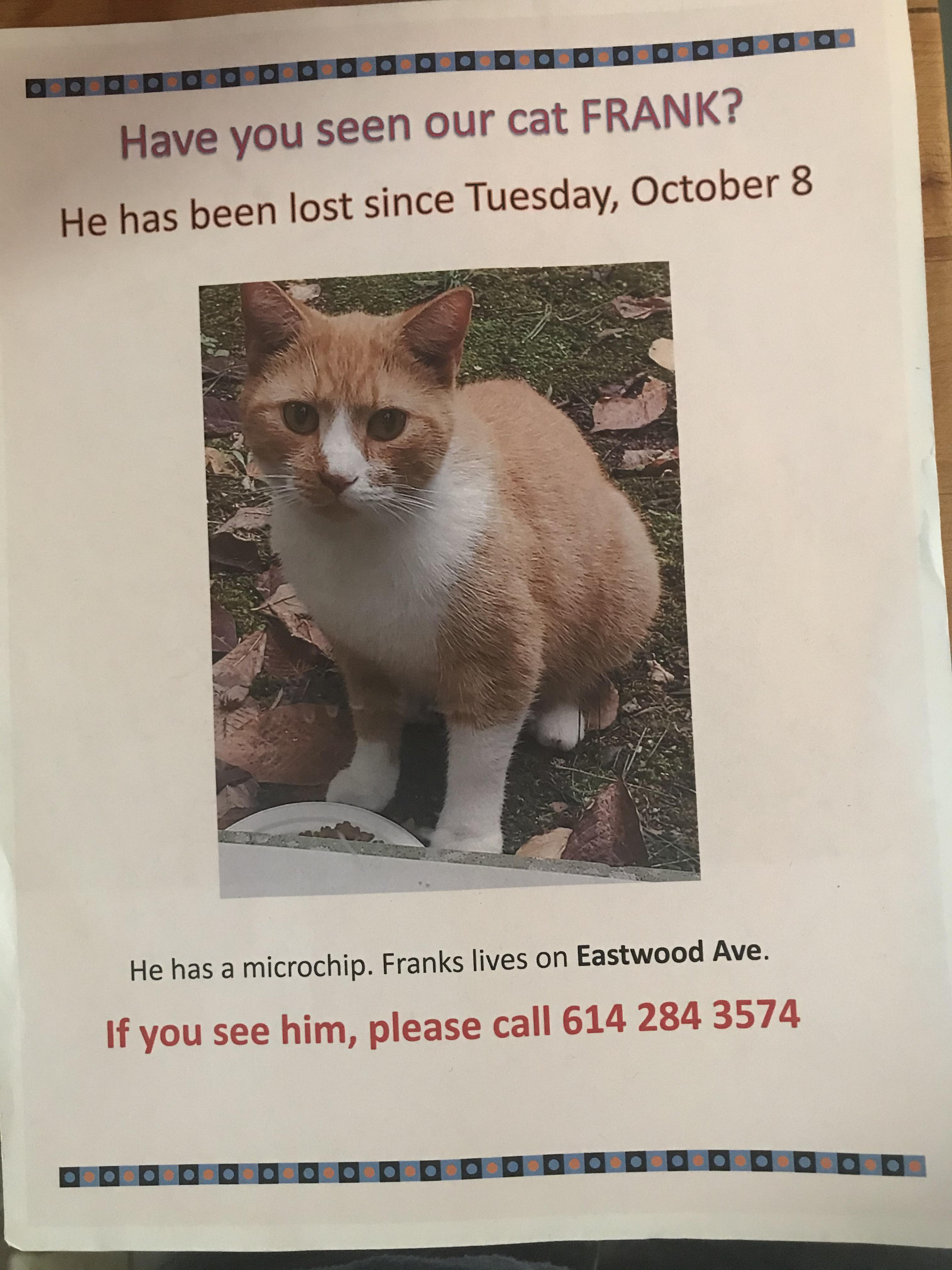 Lost Cat. Near East Side Columbus. r/Columbus