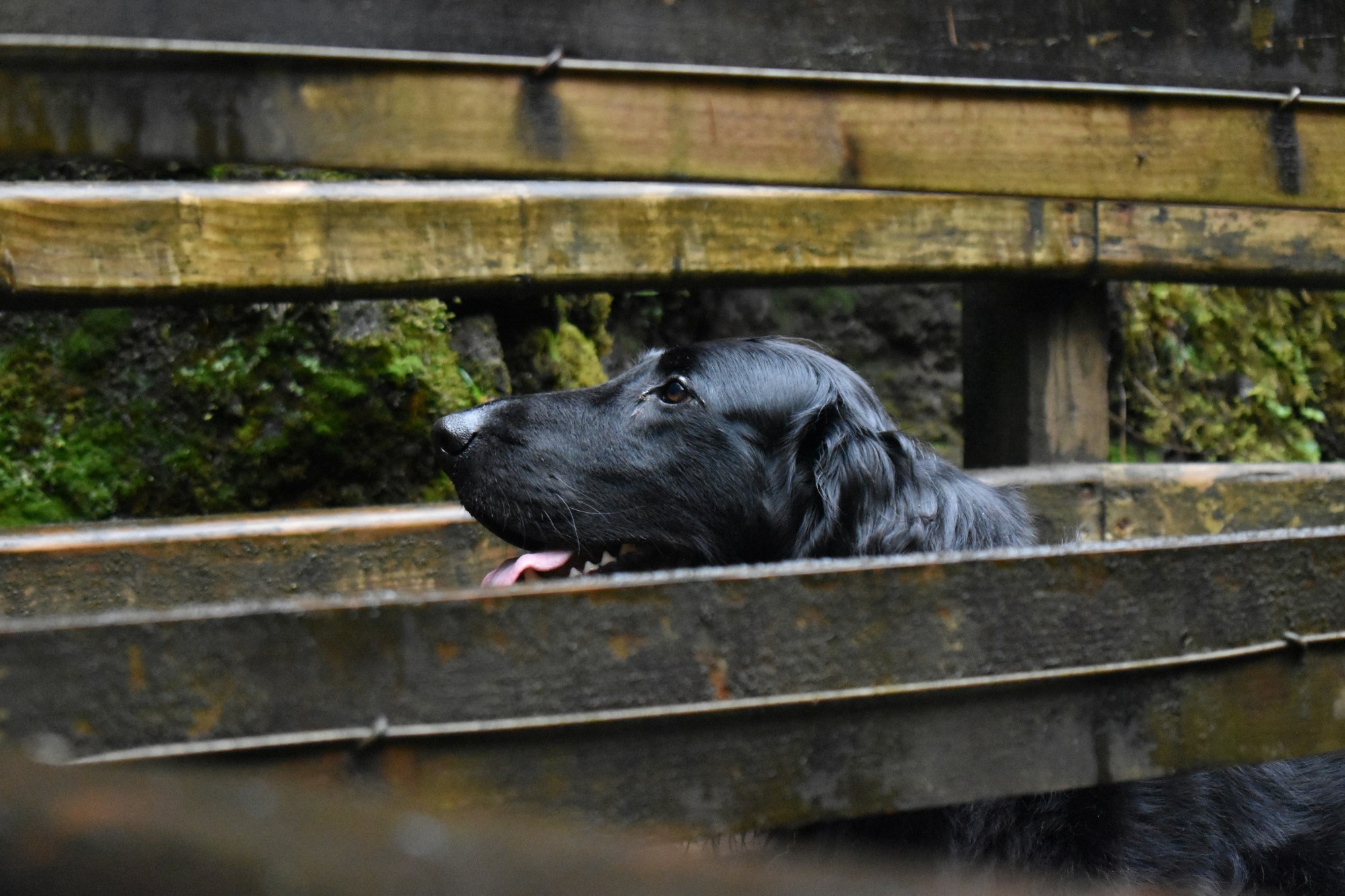 Unveiling the Mystique of Black Golden Retrievers & Flatties