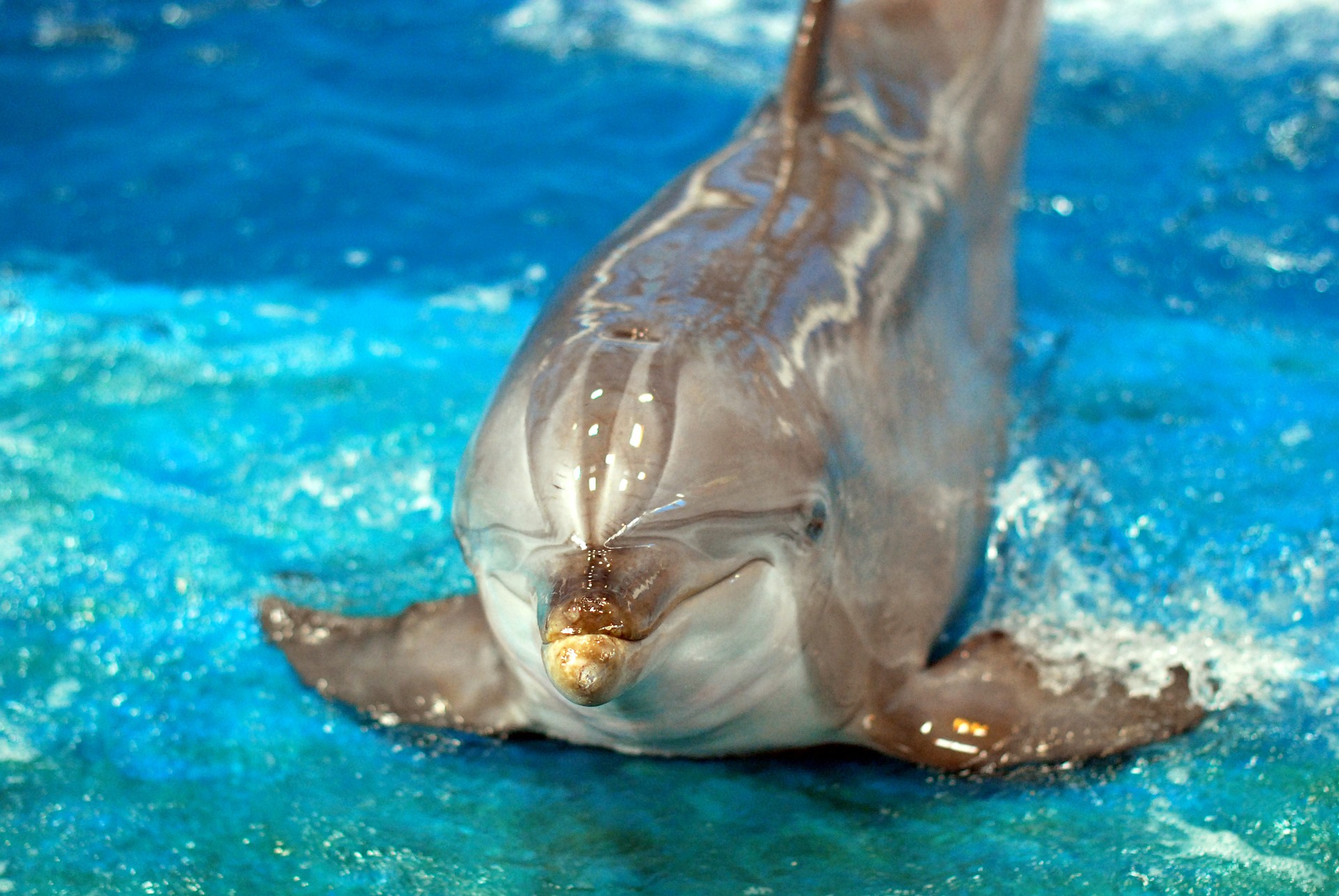 Ultimate Guide To What Do Dolphins Eat: Diet, Feeding Habits, And Key Insights