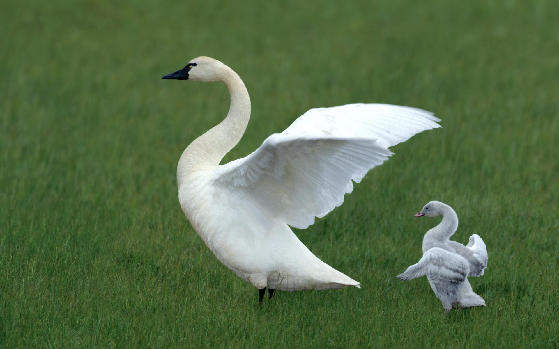 All You Need To Know About The Adorable Baby Swan