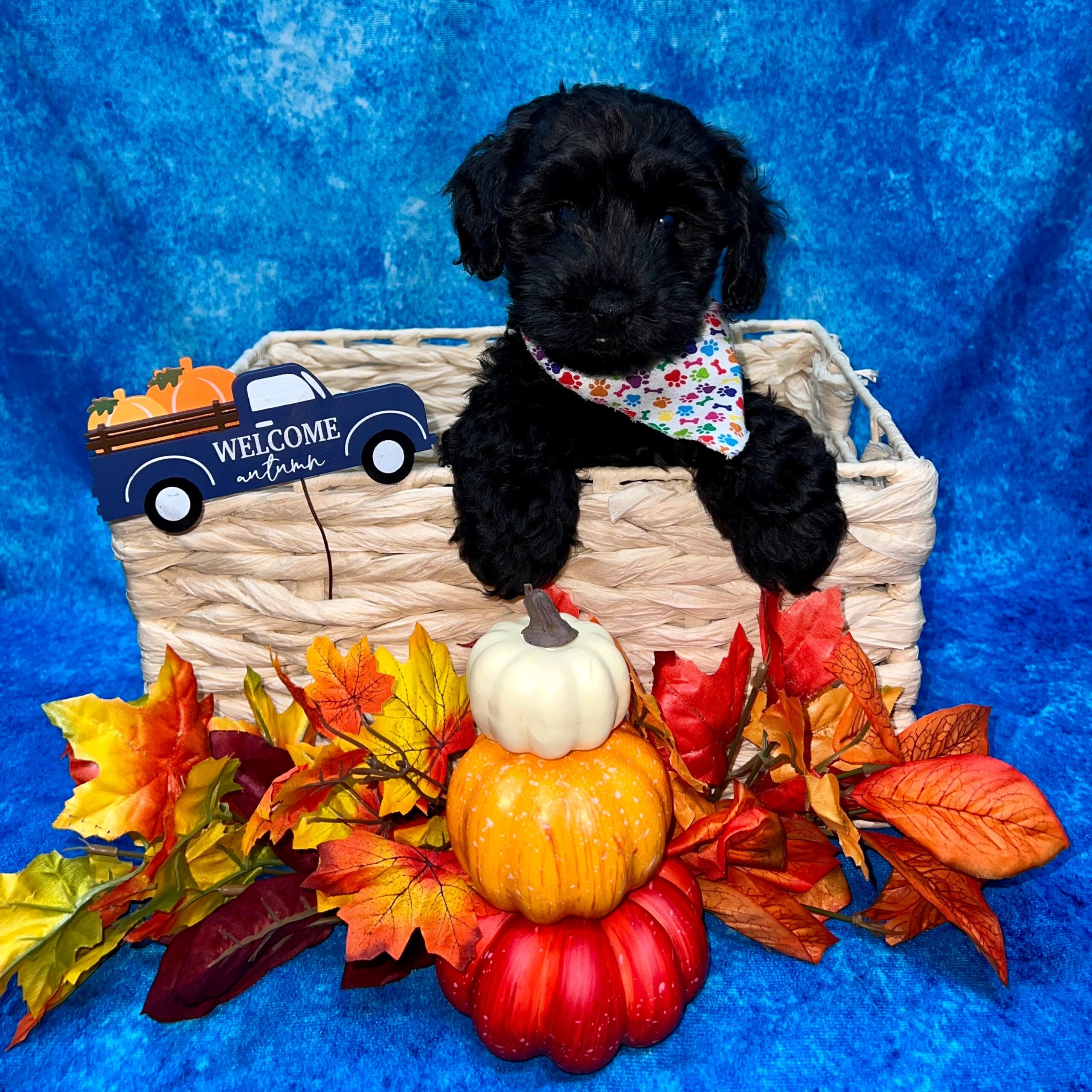 YorkiePoo Puppy Black ID4533 Located at Petland Pensacola, Florida