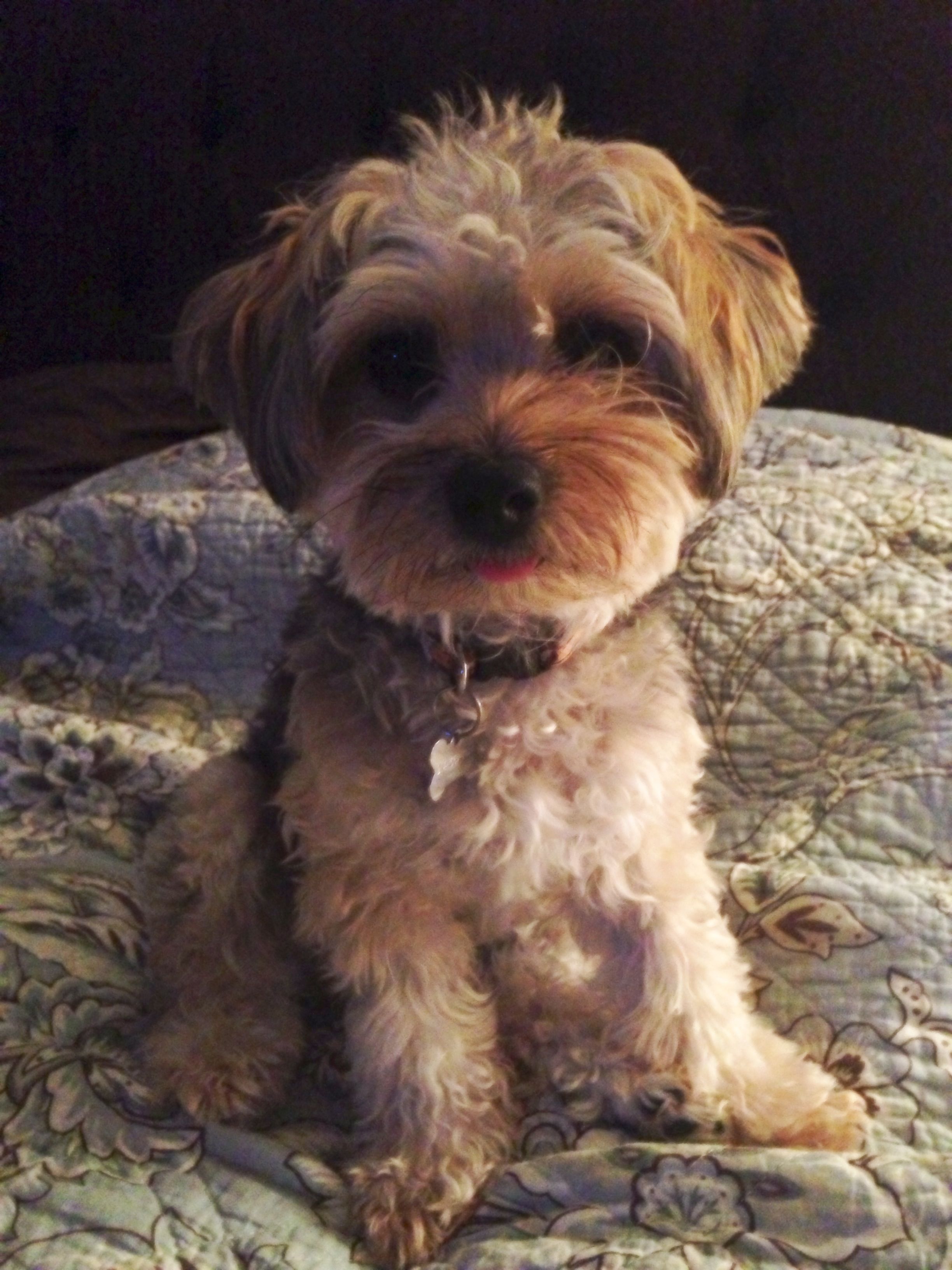 Everything You Need To Know About The Adorable Yorkie Poo