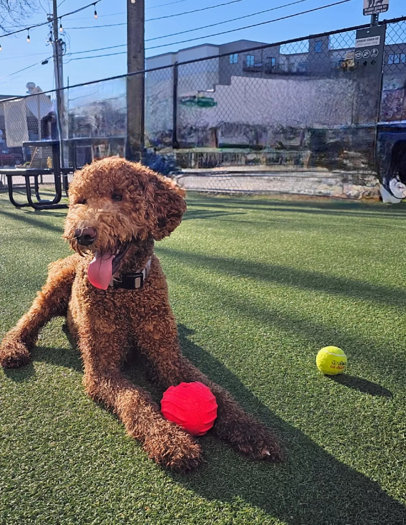 Best Dog Park in Chattanooga Play Wash Pint Travel & Life