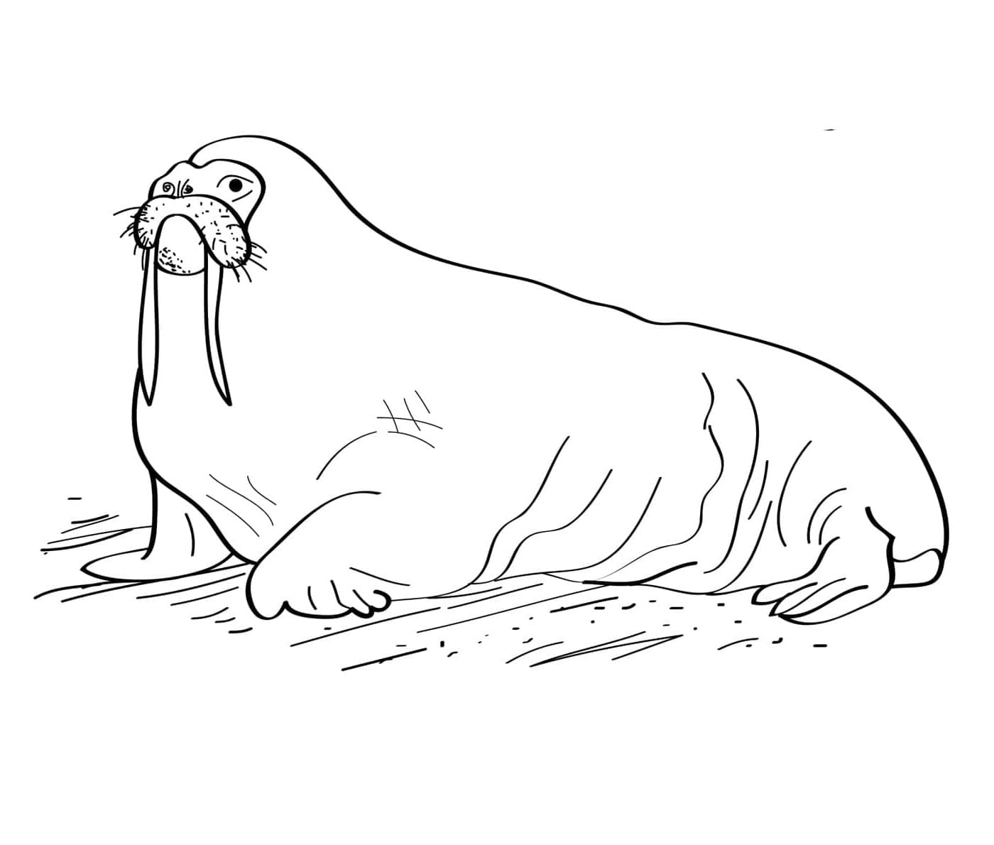 Alaskan Walrus coloring page Download, Print or Color Online for Free