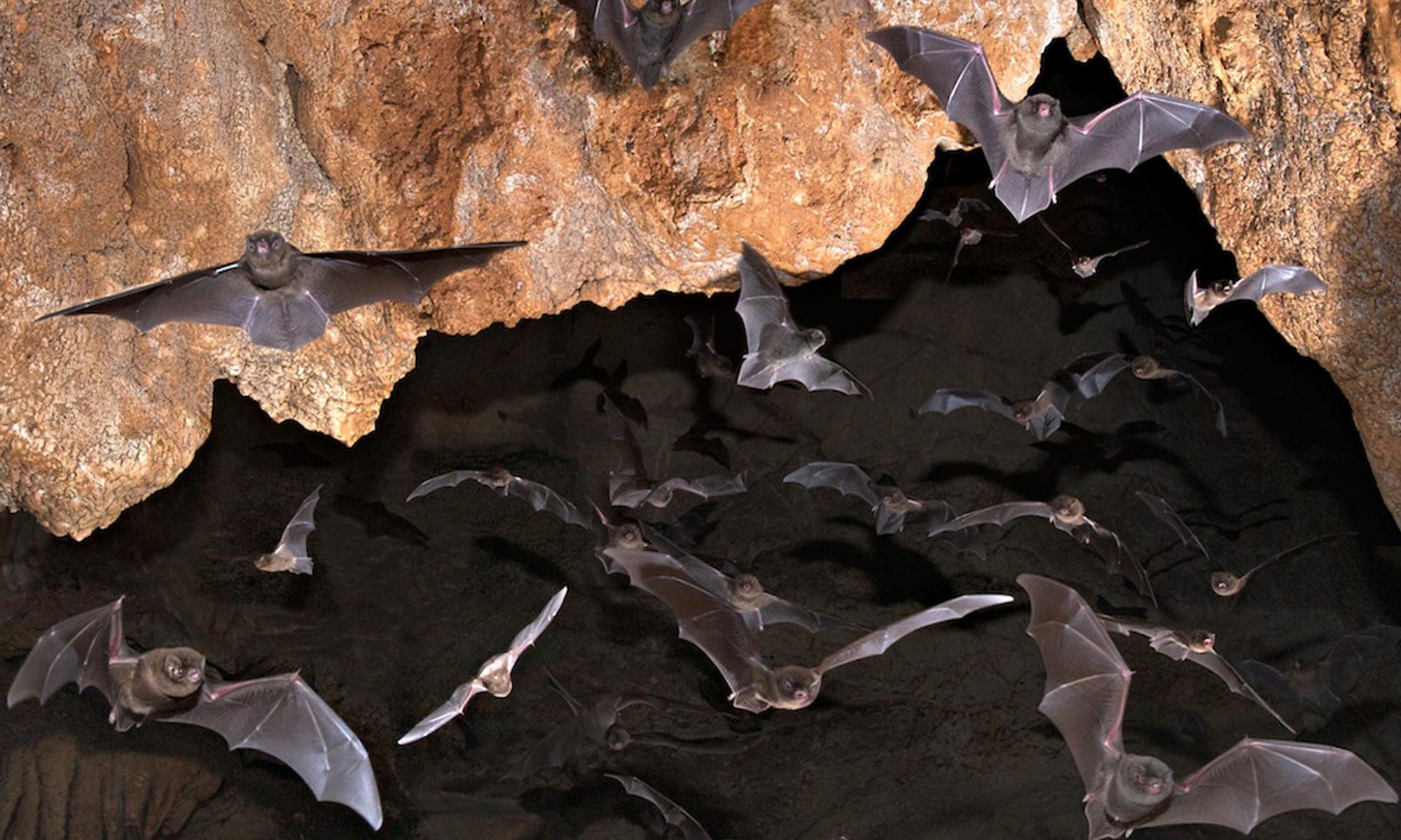 Ultimate Guide To Bats Drooling: Surprising Facts And Insights