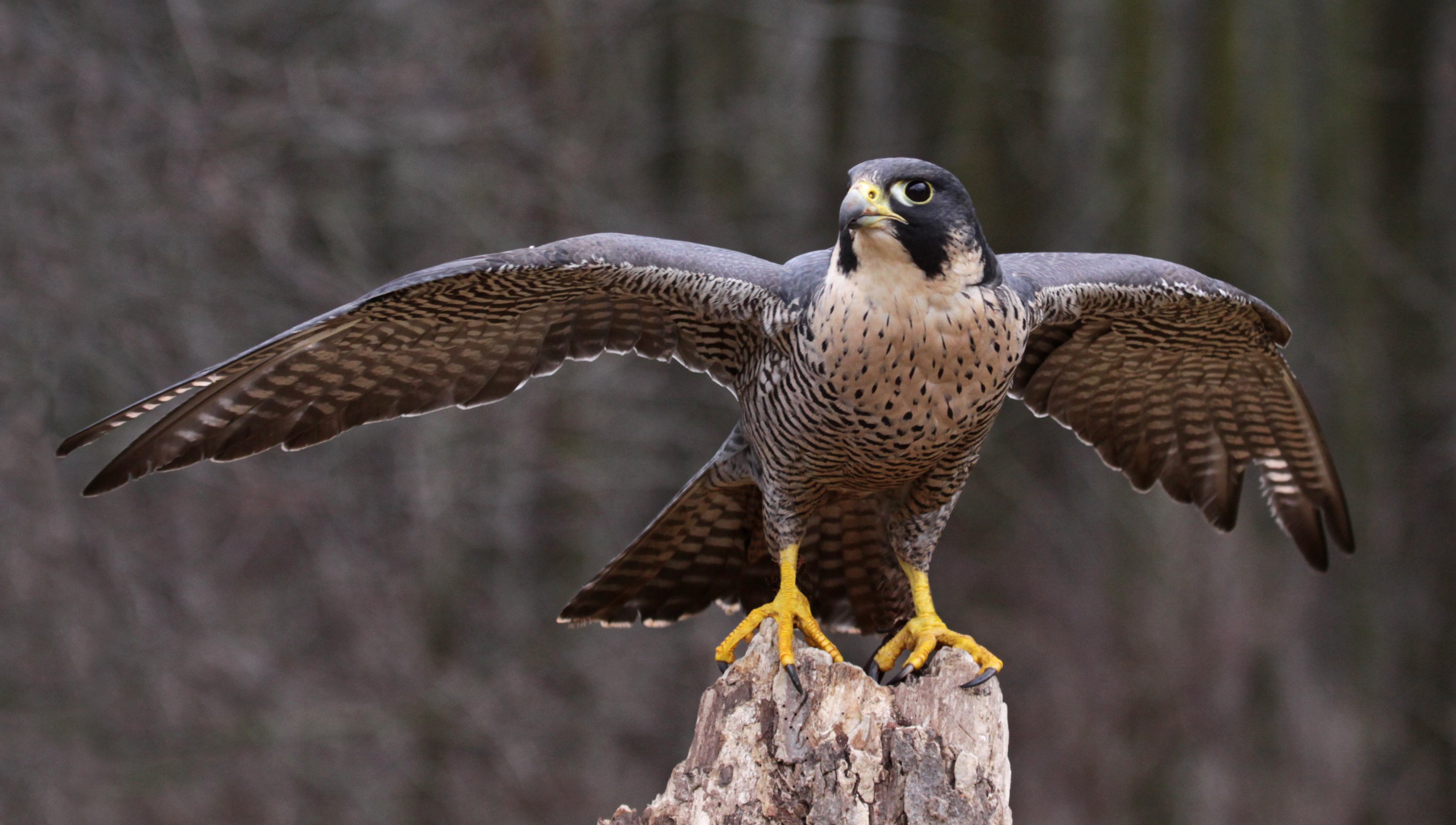 Falcon Bird Vs Hawk: Key Differences And Fascinating Facts