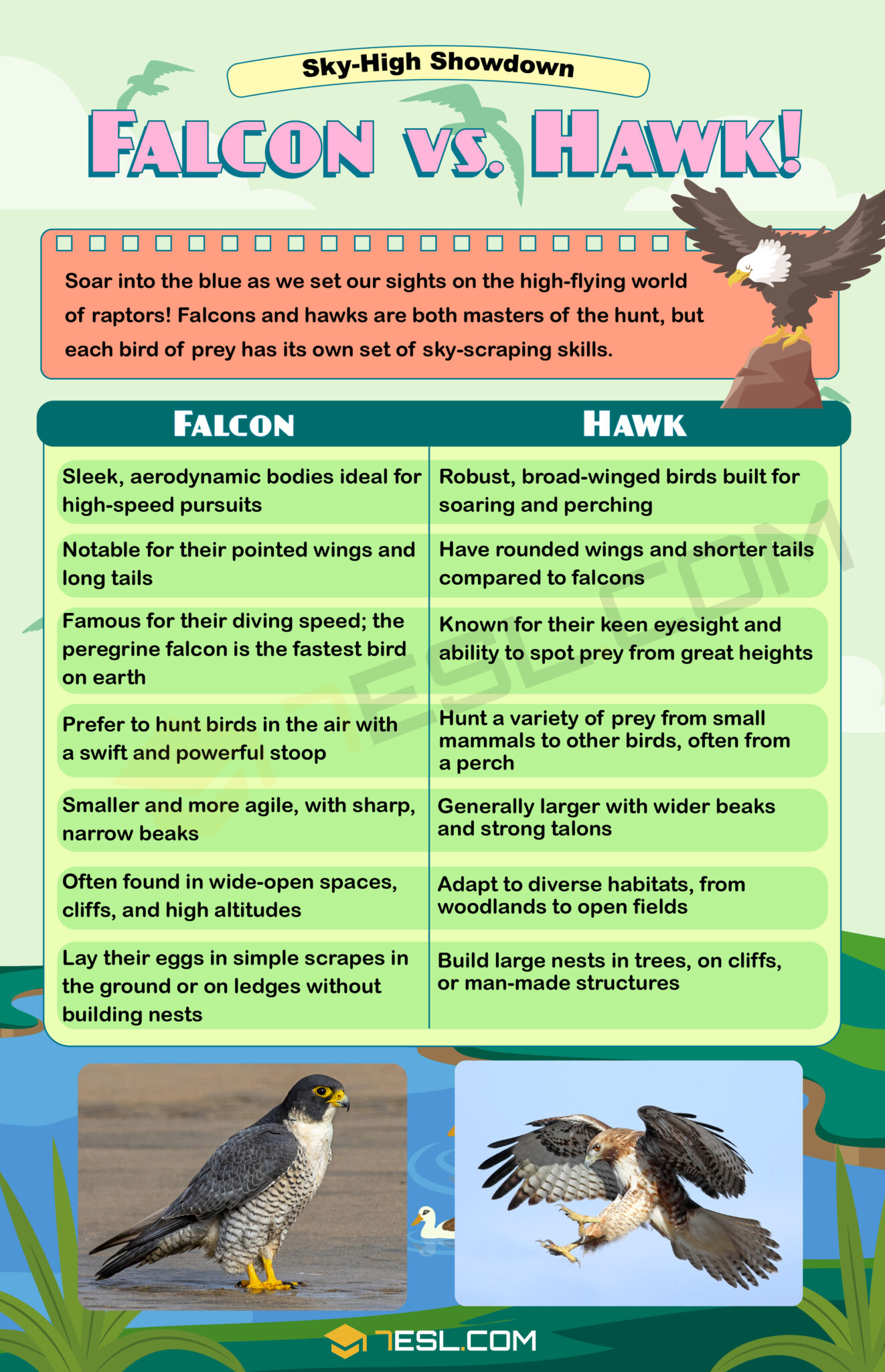 Falcon vs. Hawk Differences between Falcon and Hawk • 7ESL