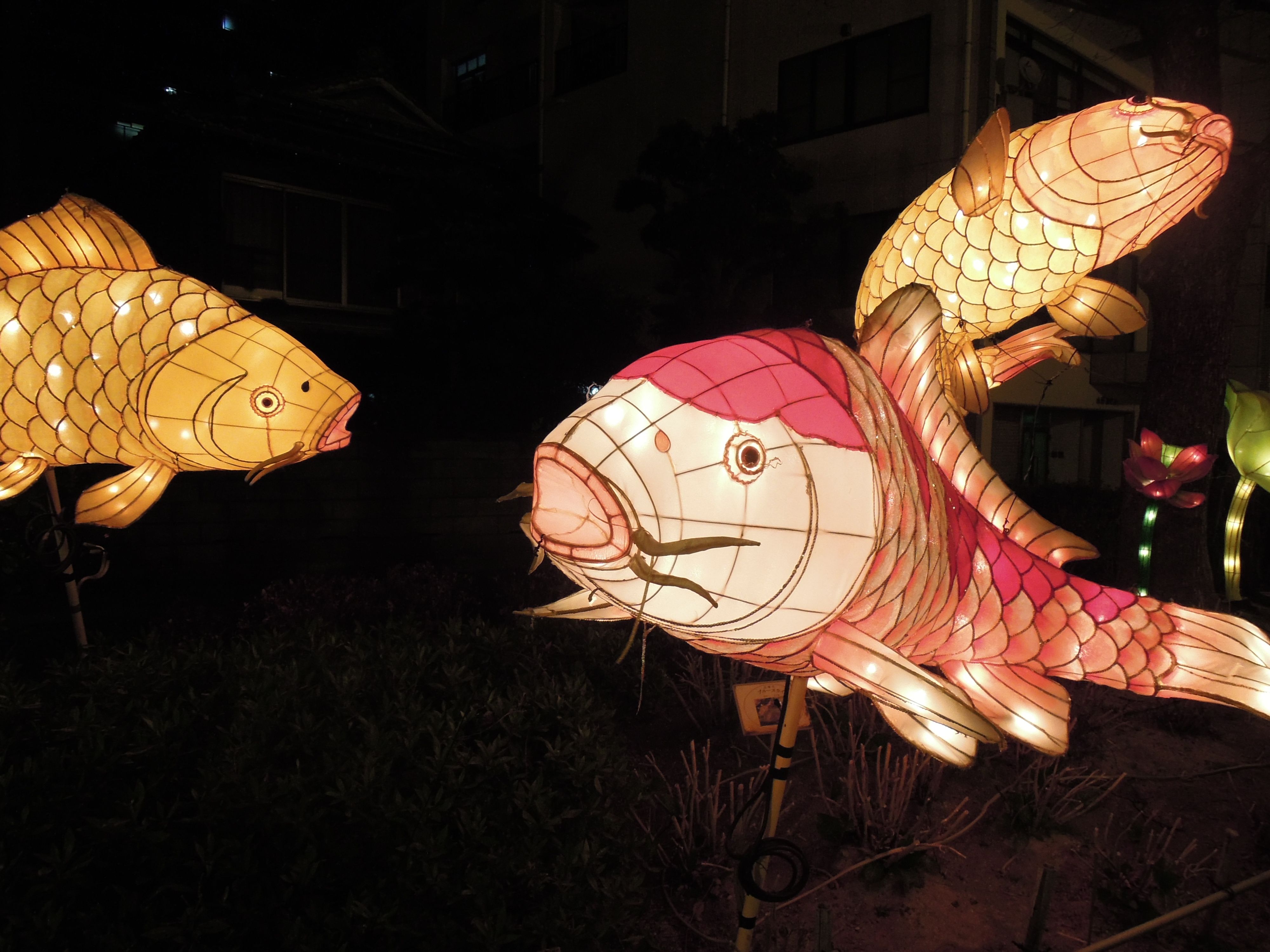 The Role Of Lanterns In Fish: Nature's Masterful Adaptation