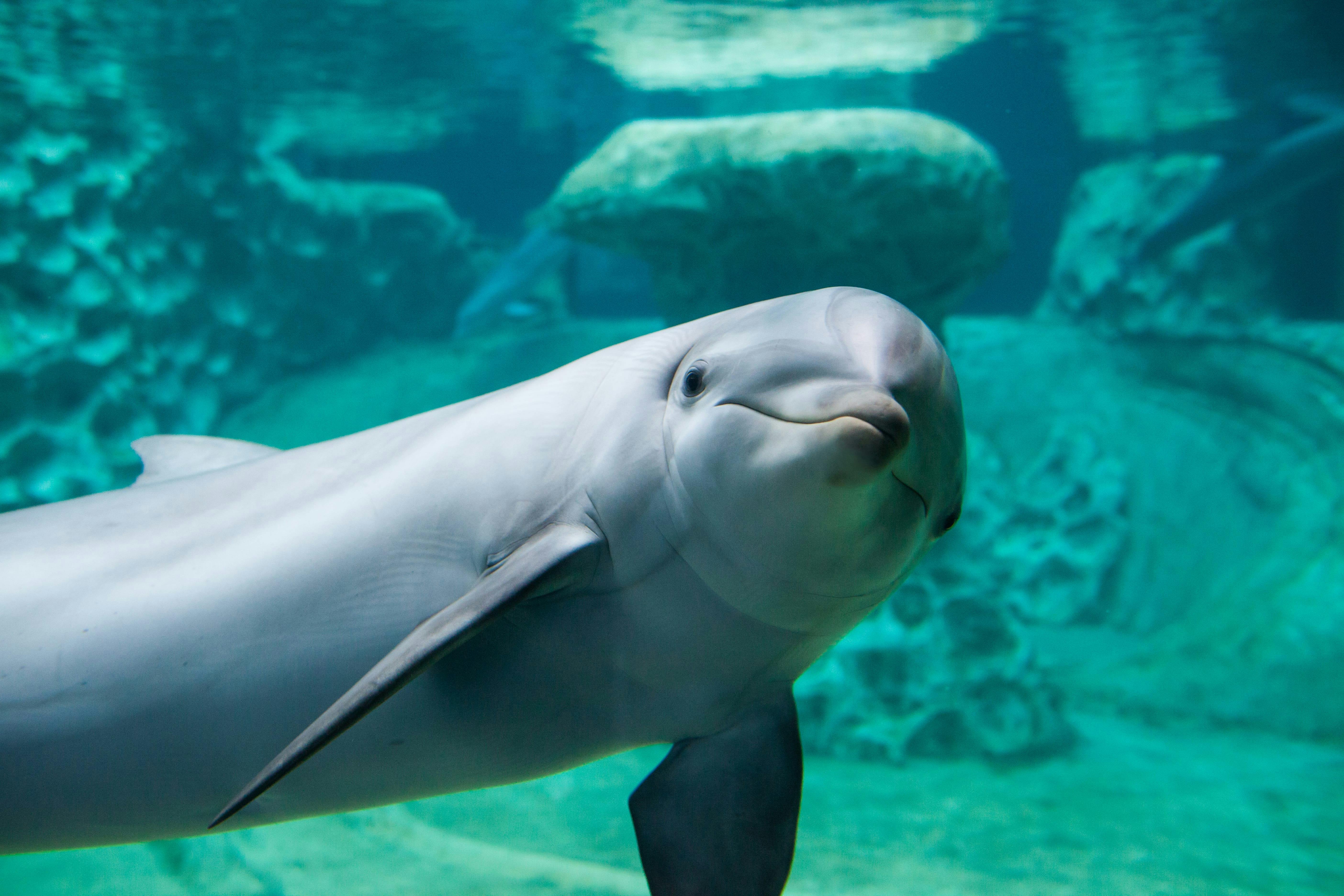 Ultimate Guide To The Georgia Aquarium Dolphin Show: A Must-See Experience