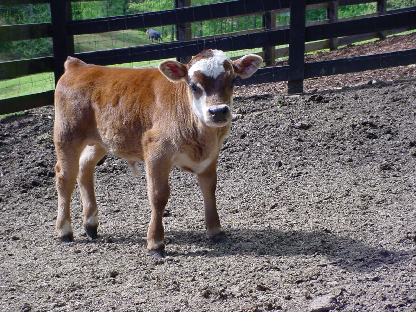 Miniature Cows Tanglewood Farm Miniatures