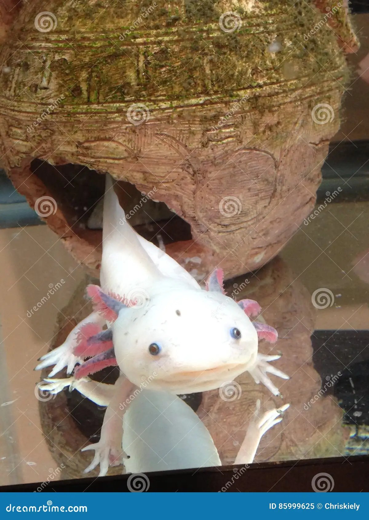 Axolotl stock image. Image of occasionally, axolotls 85999625